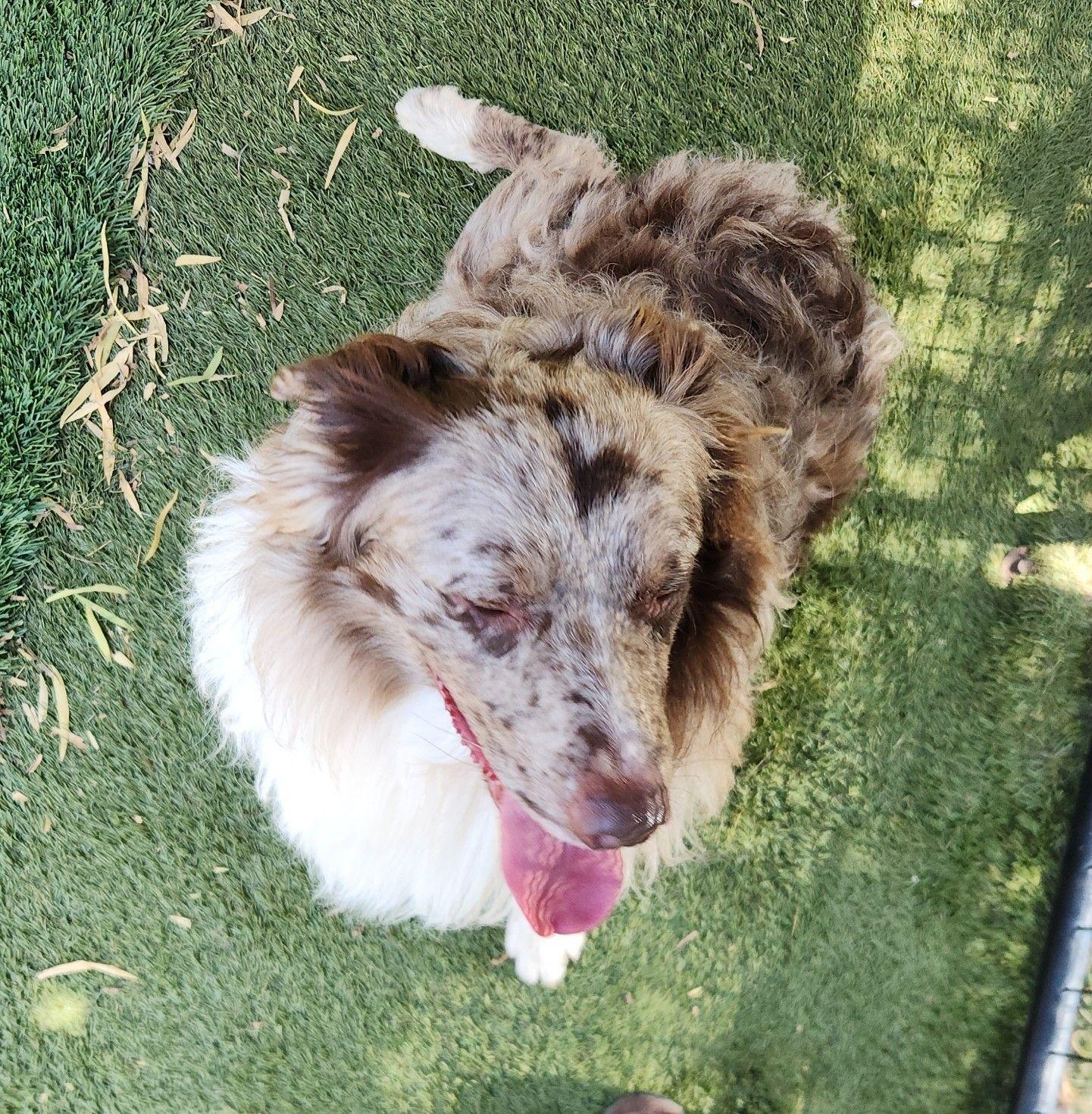 Blake, an adopted Australian Shepherd in El Paso, TX image 2/6