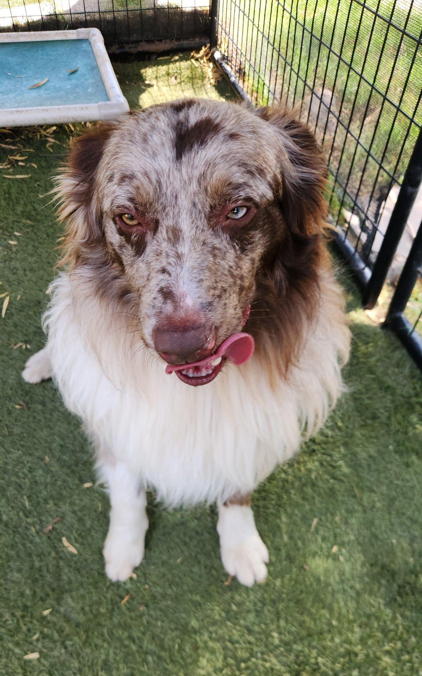 Blake, an adopted Australian Shepherd in El Paso, TX image 3/6