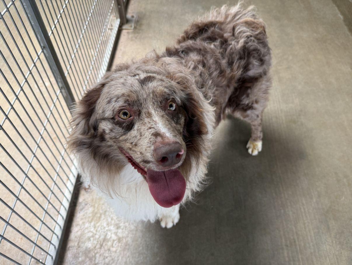 Blake, an adopted Australian Shepherd in El Paso, TX image 6/6