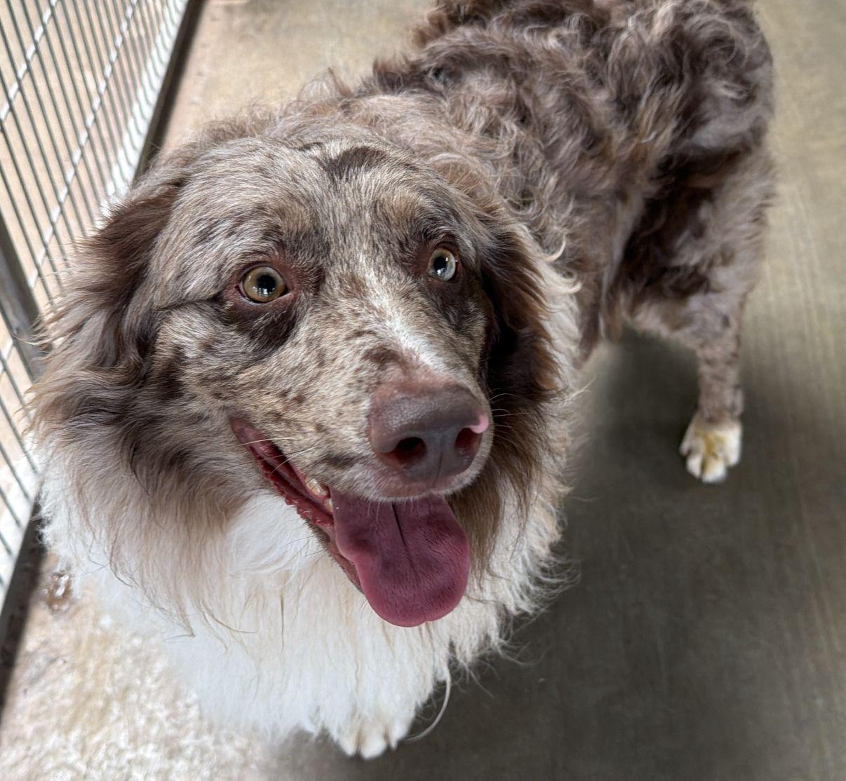 Blake, adopted, Adult Male Australian Shepherd.