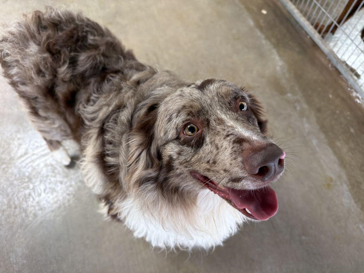 Blake, an adopted Australian Shepherd in El Paso, TX image 4/6