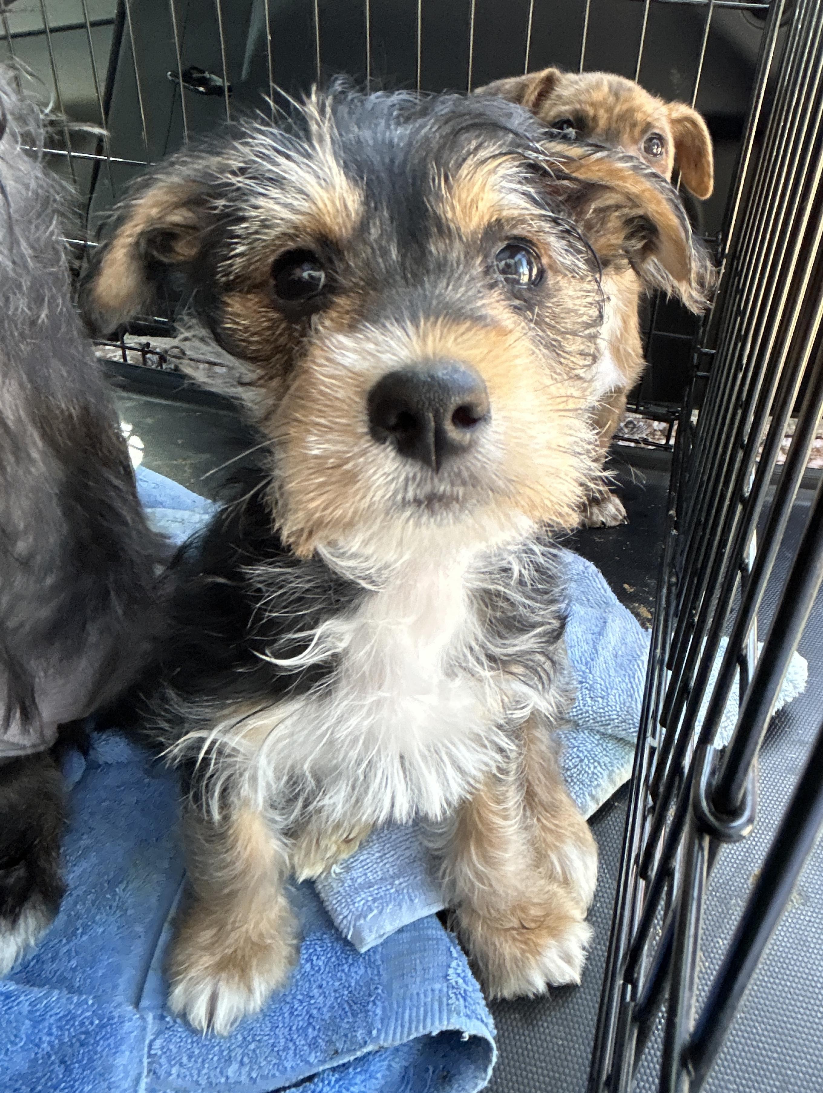 Enlarge Stormy, an adopted mixed breed in LAMPASAS, TX image 1/4