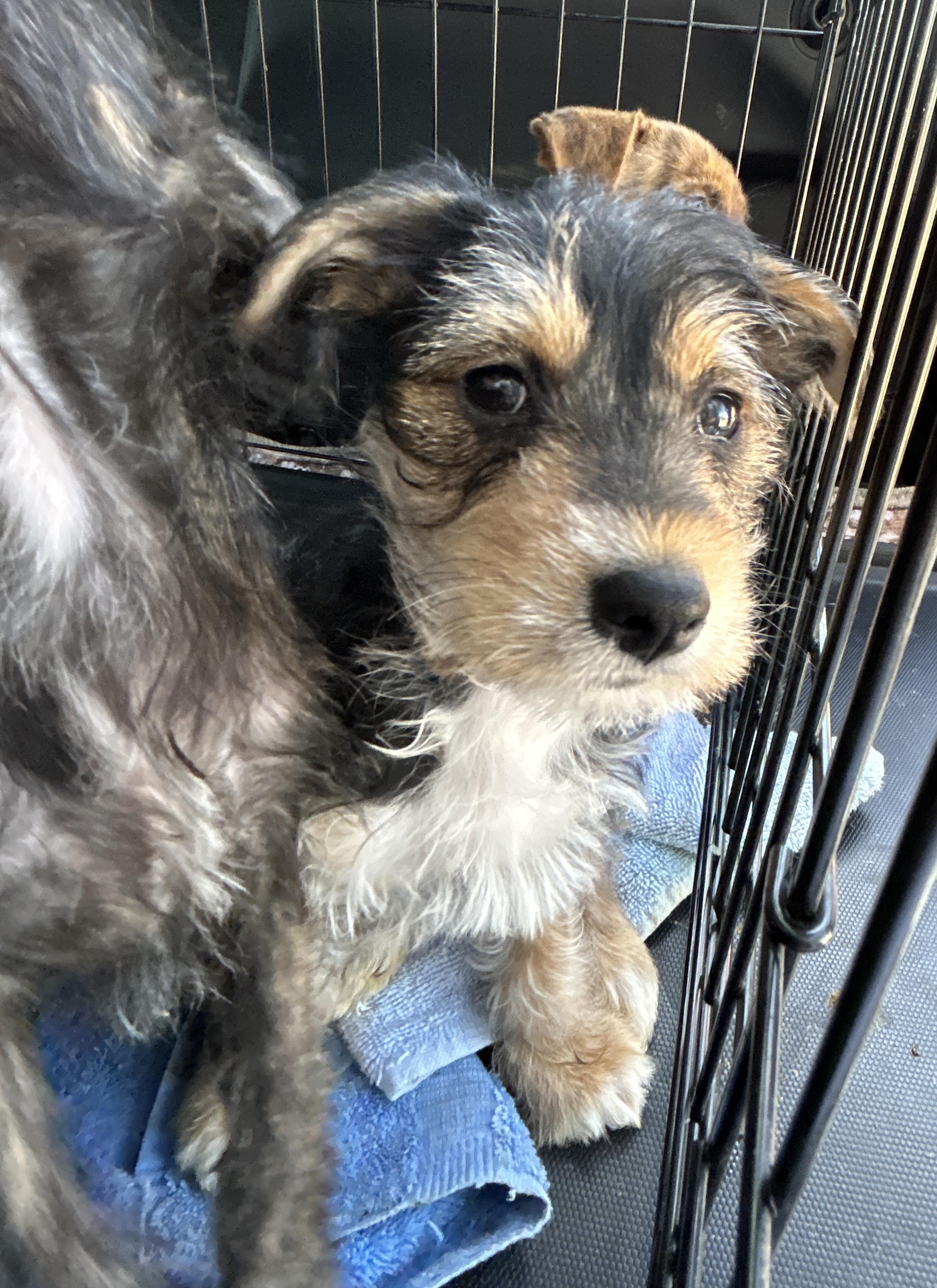 Enlarge Stormy, an adopted mixed breed in LAMPASAS, TX image 2/4