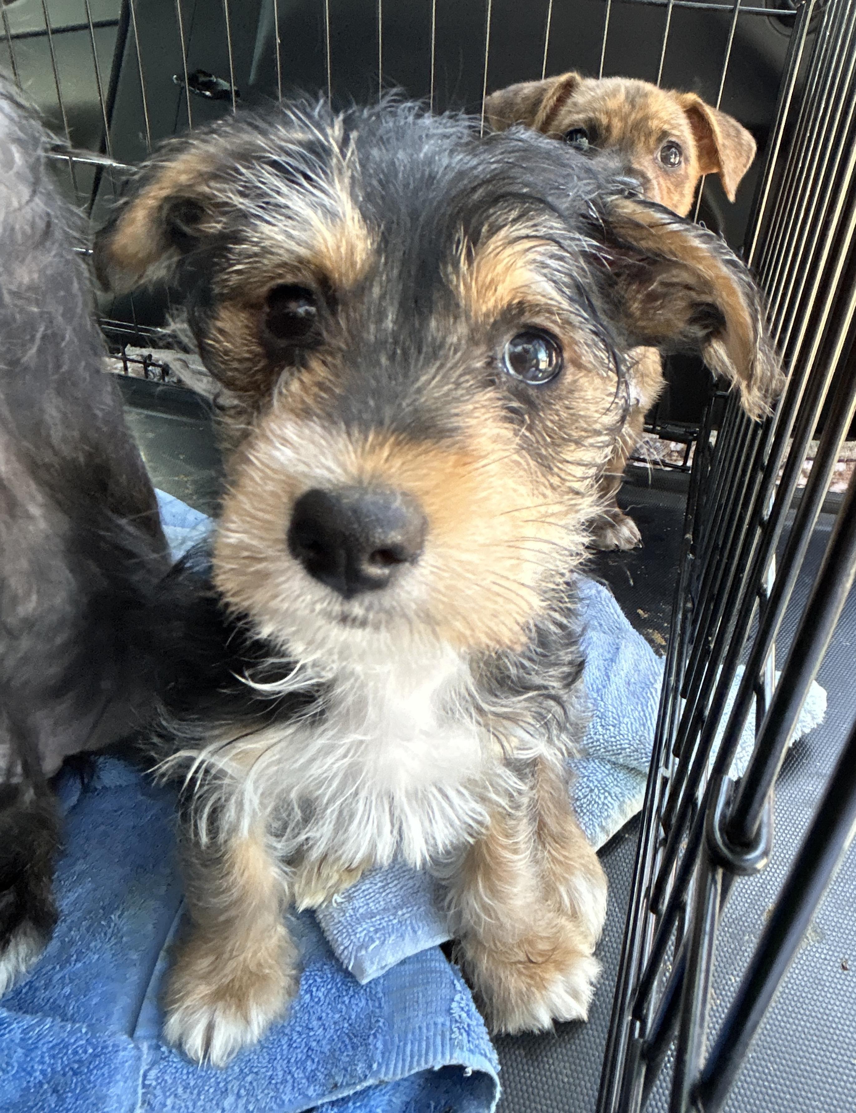 Enlarge Stormy, an adopted mixed breed in LAMPASAS, TX image 3/4