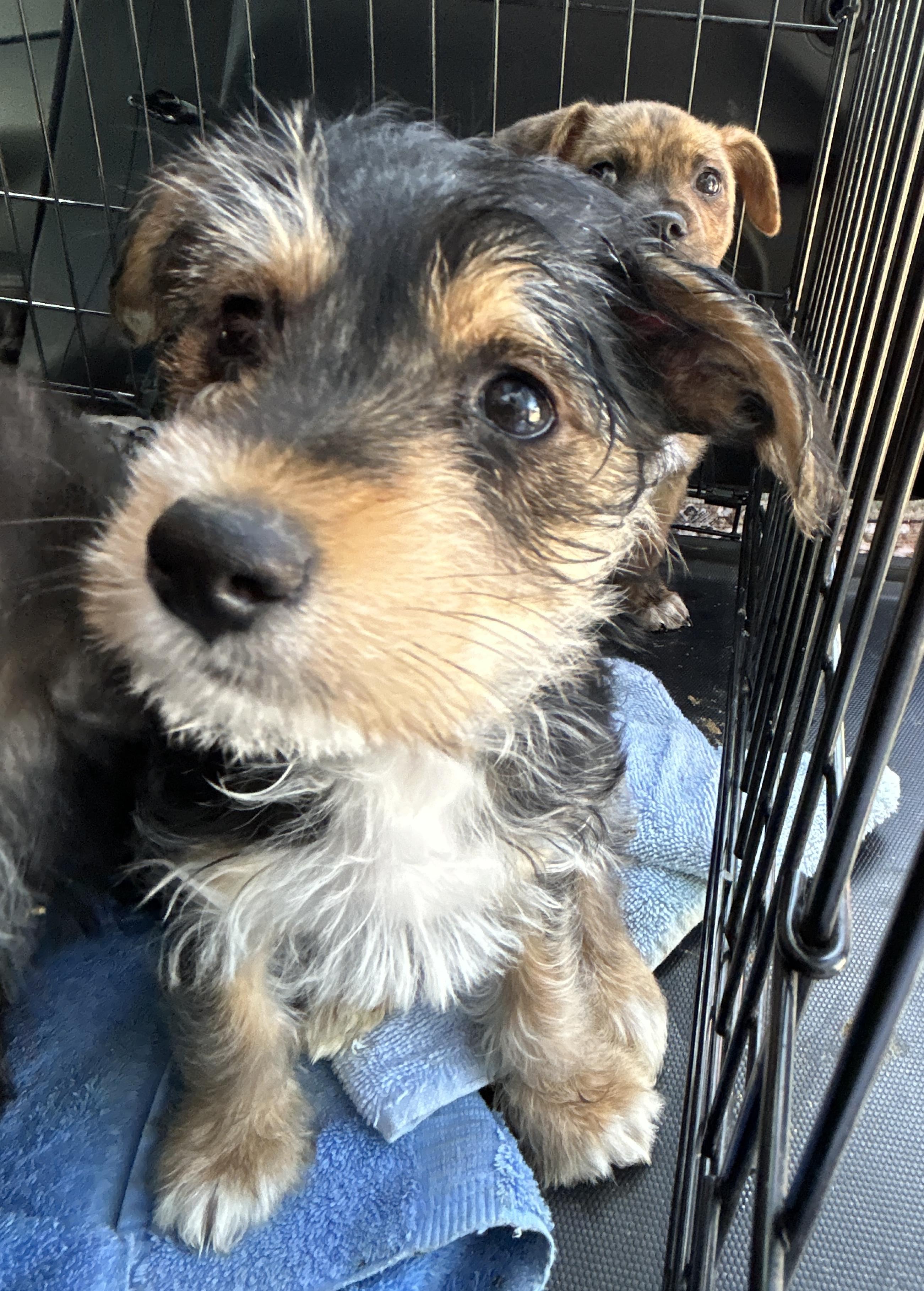 Enlarge Stormy, an adopted mixed breed in LAMPASAS, TX image 4/4