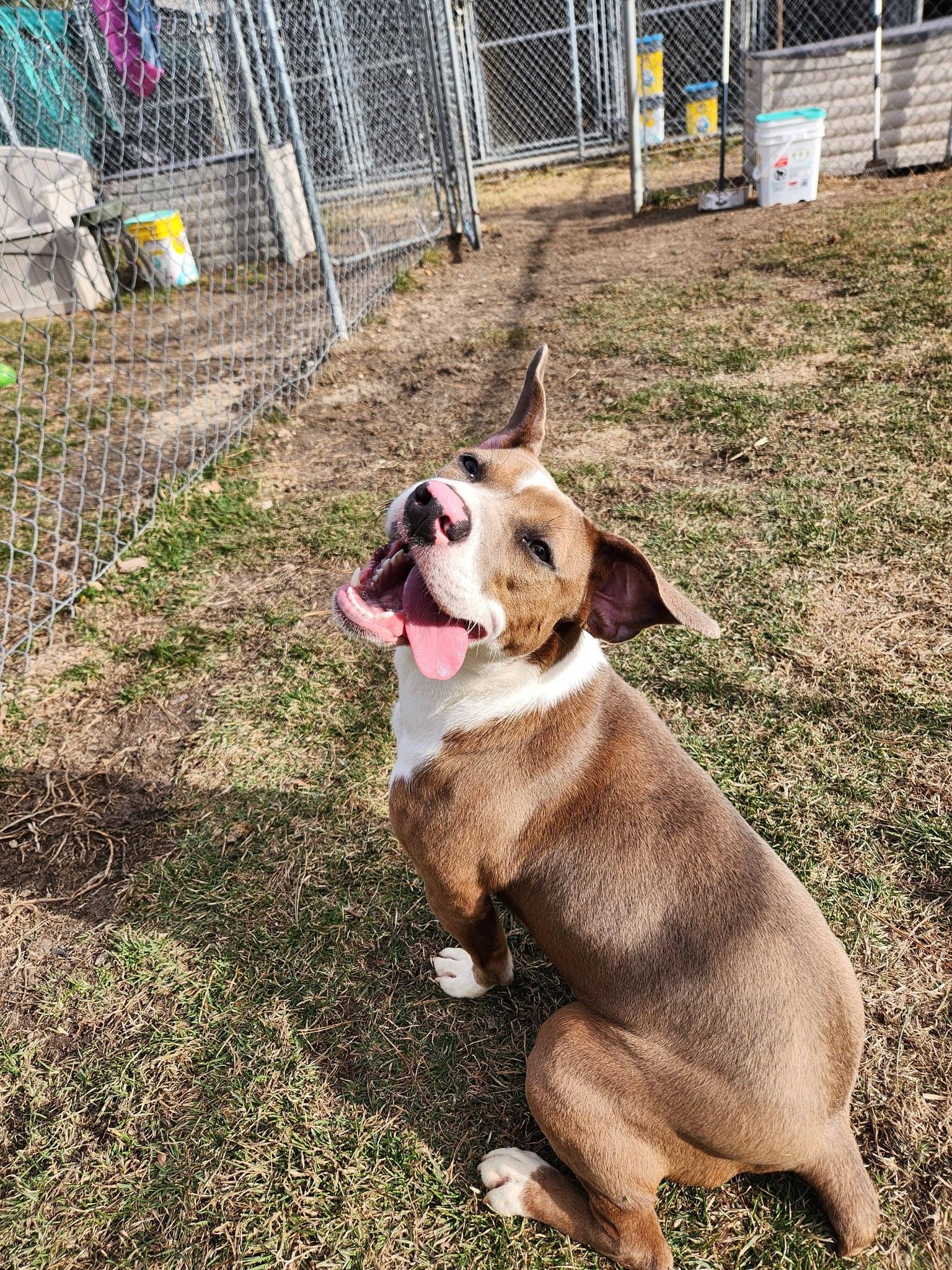 Enlarge Sassy, a Adoptable mixed breed in Caro, MI image 2/2