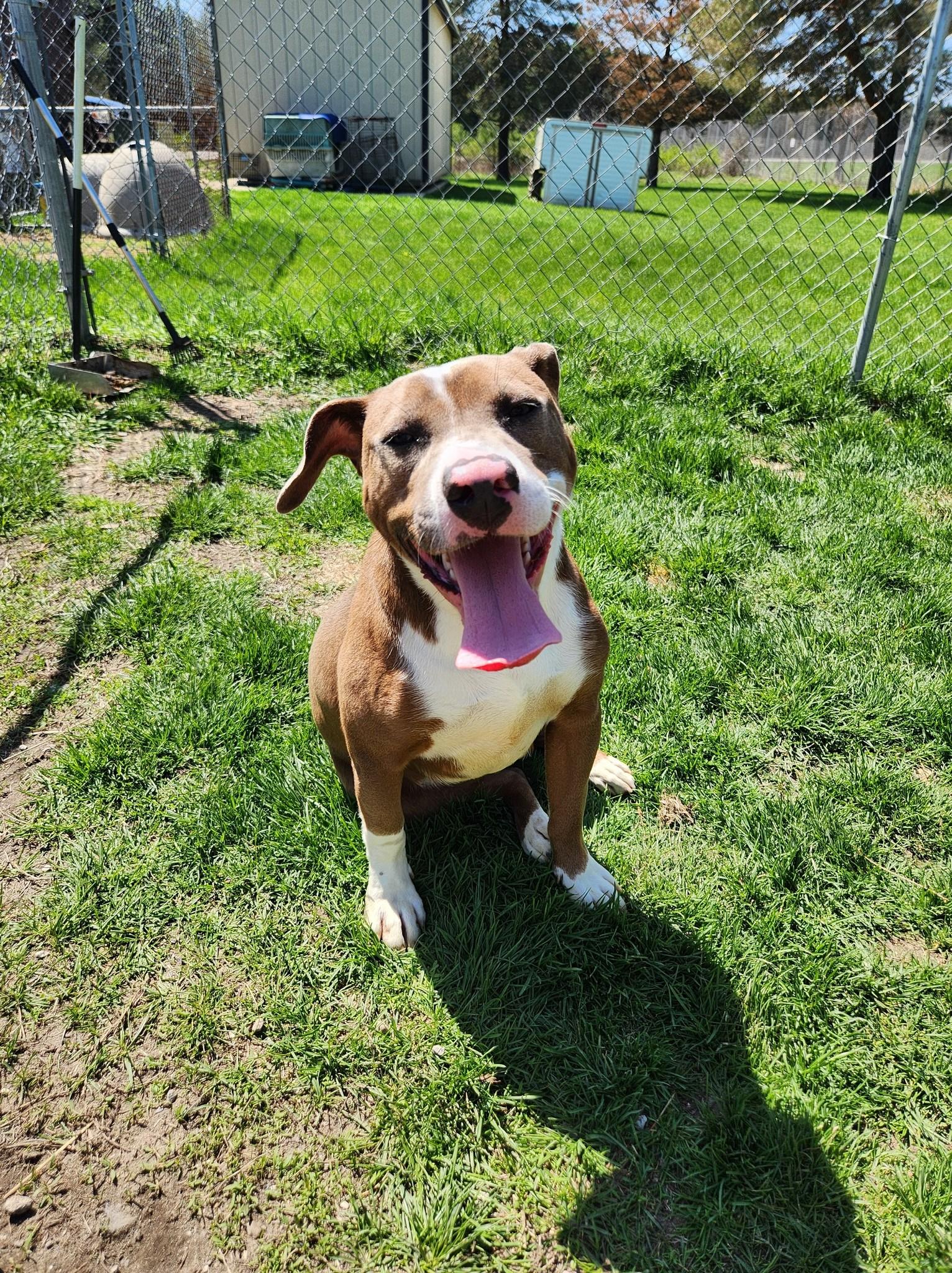 Sassy, a Adoptable mixed breed in Caro, MI image 3/3