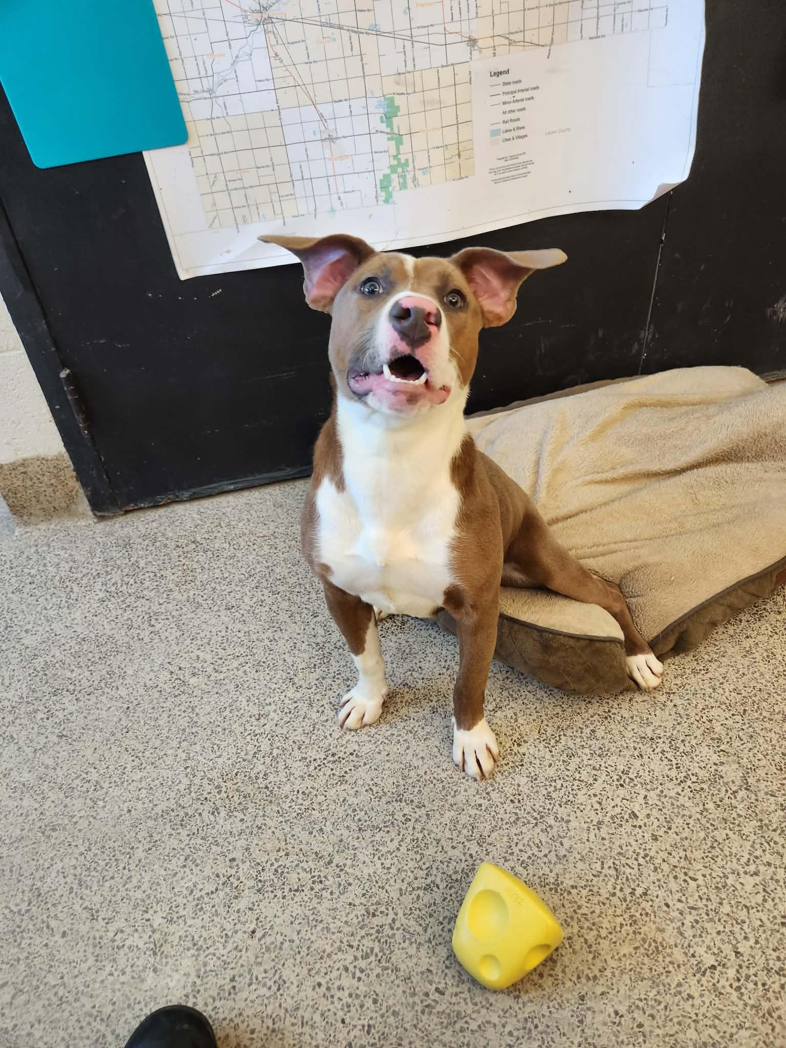 Sassy, Adoptable, Young Female Staffordshire Bull Terrier.