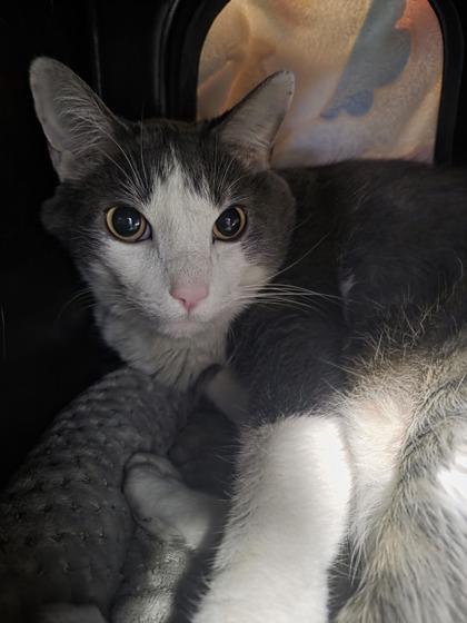 Enlarge Hunter, a Adoptable mixed breed in Shawano, WI image 1/1