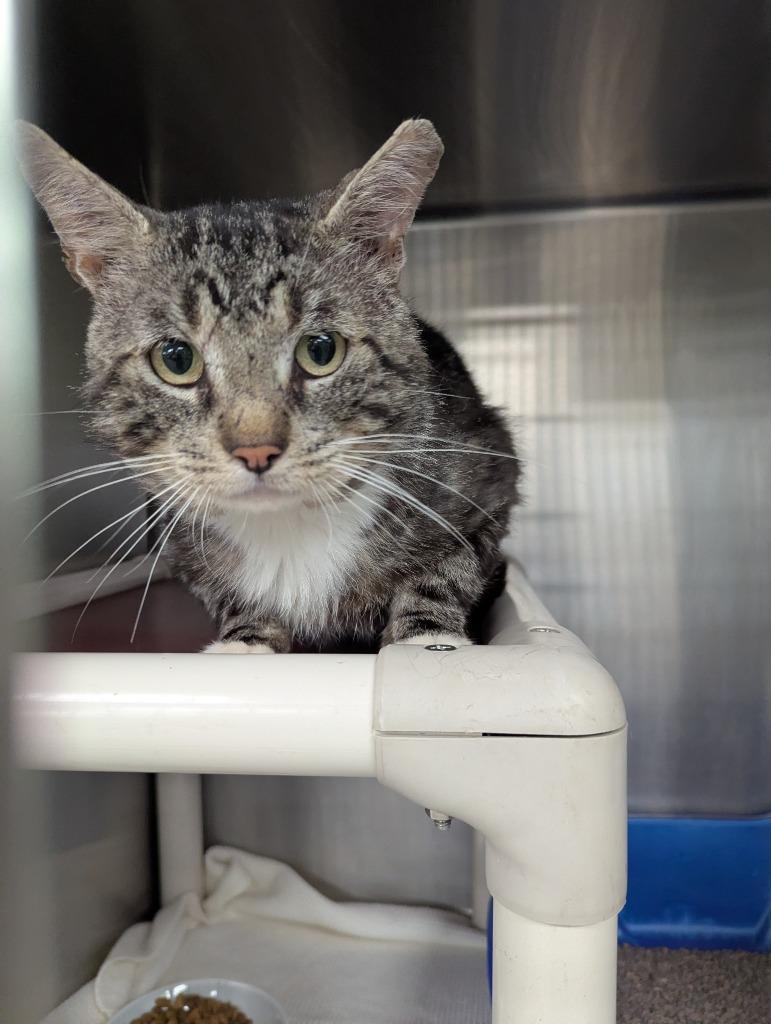 Enlarge Bernard, a Adoptable mixed breed in La Porte, IN image 1/1