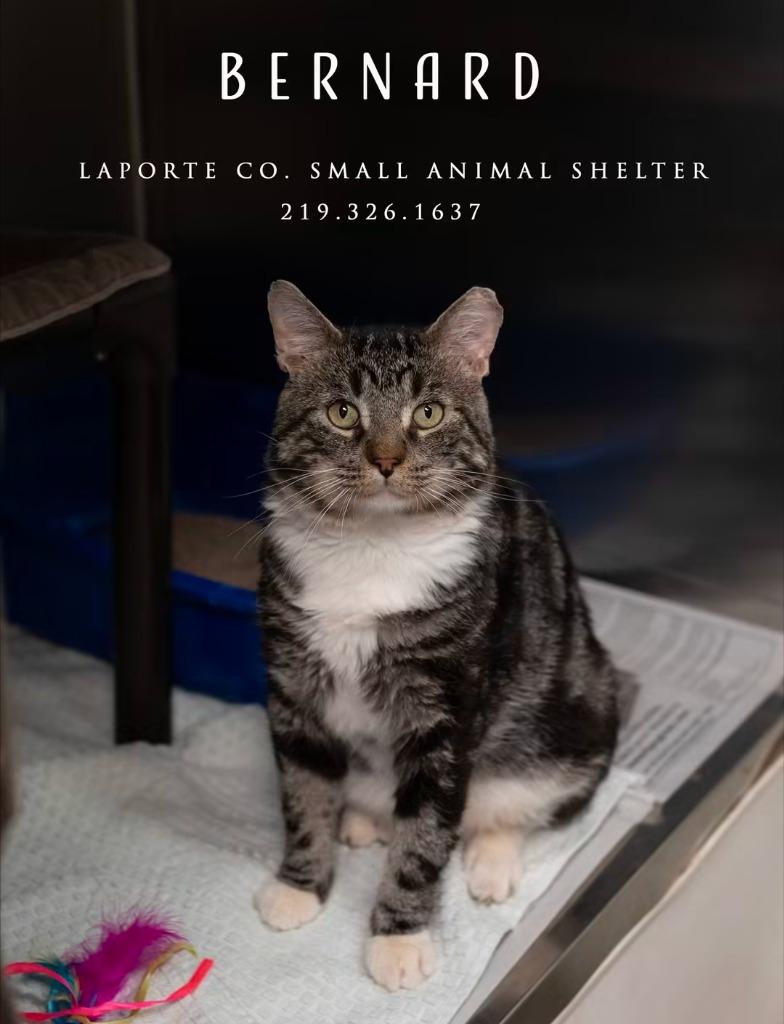 Enlarge Bernard, a Adoptable mixed breed in La Porte, IN image 2/2