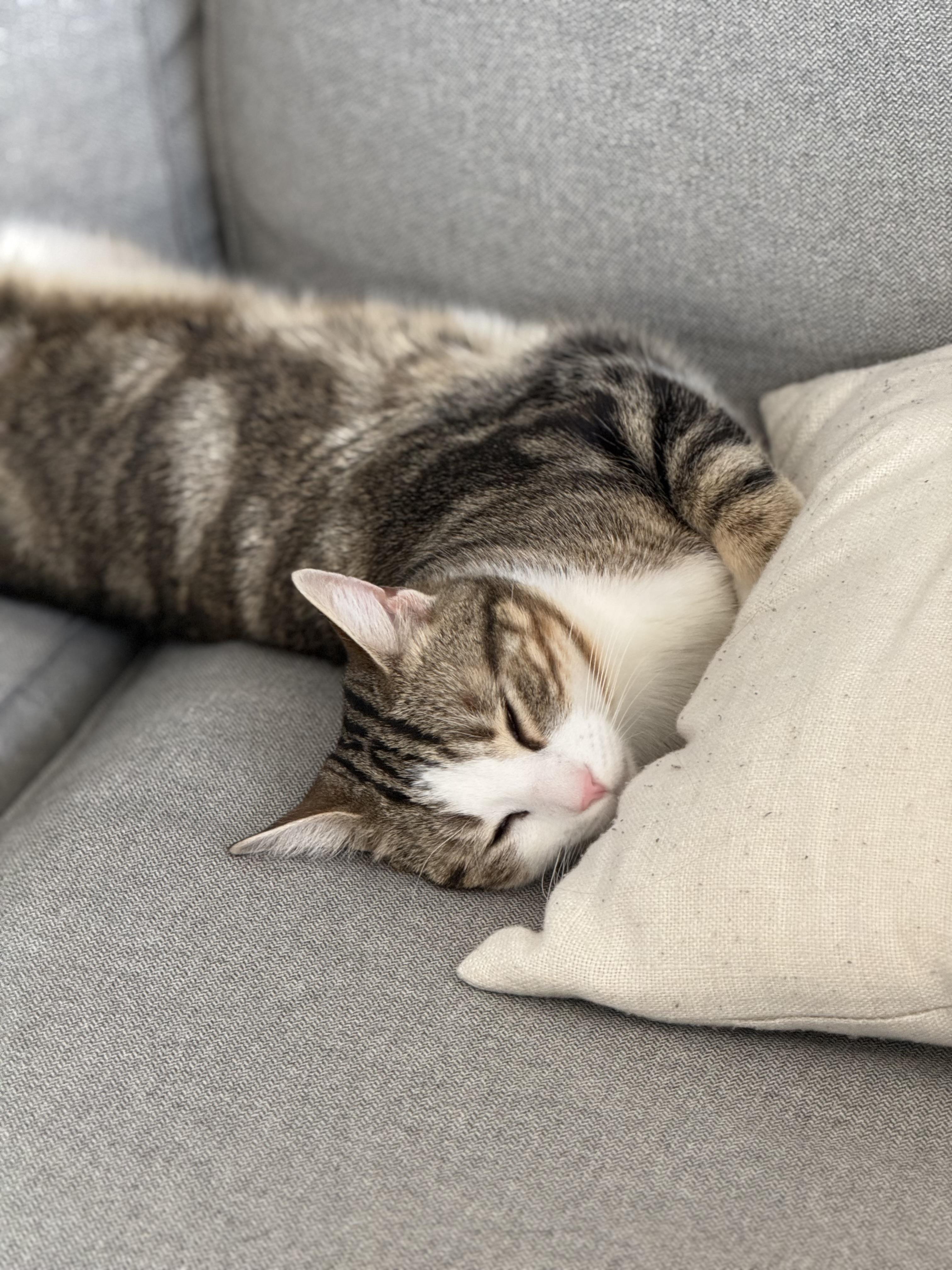 Enlarge WINSTON, a ADOPTABLE Domestic Short Hair in Media, PA image 4/5