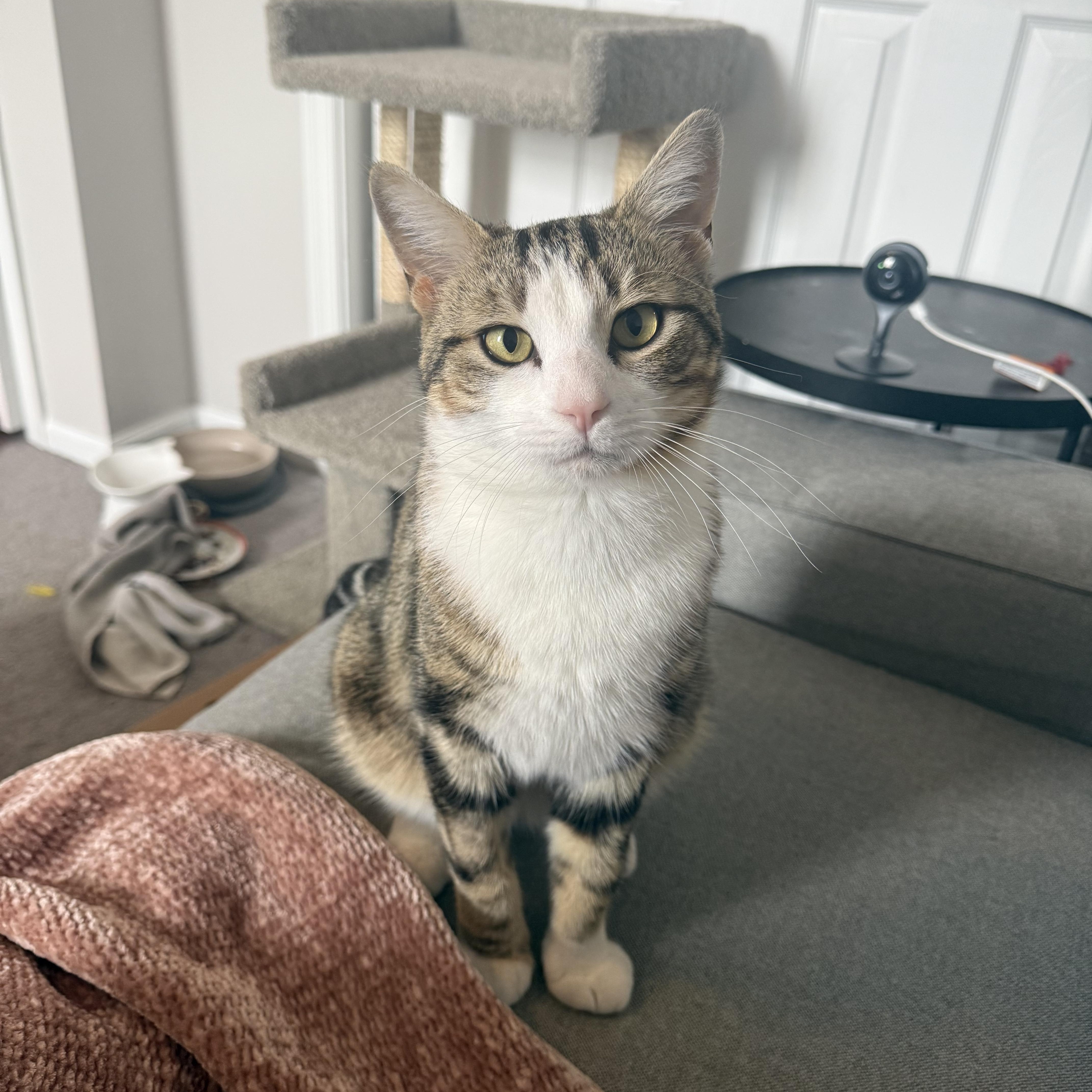 Enlarge WINSTON, a ADOPTABLE Domestic Short Hair in Media, PA image 1/5