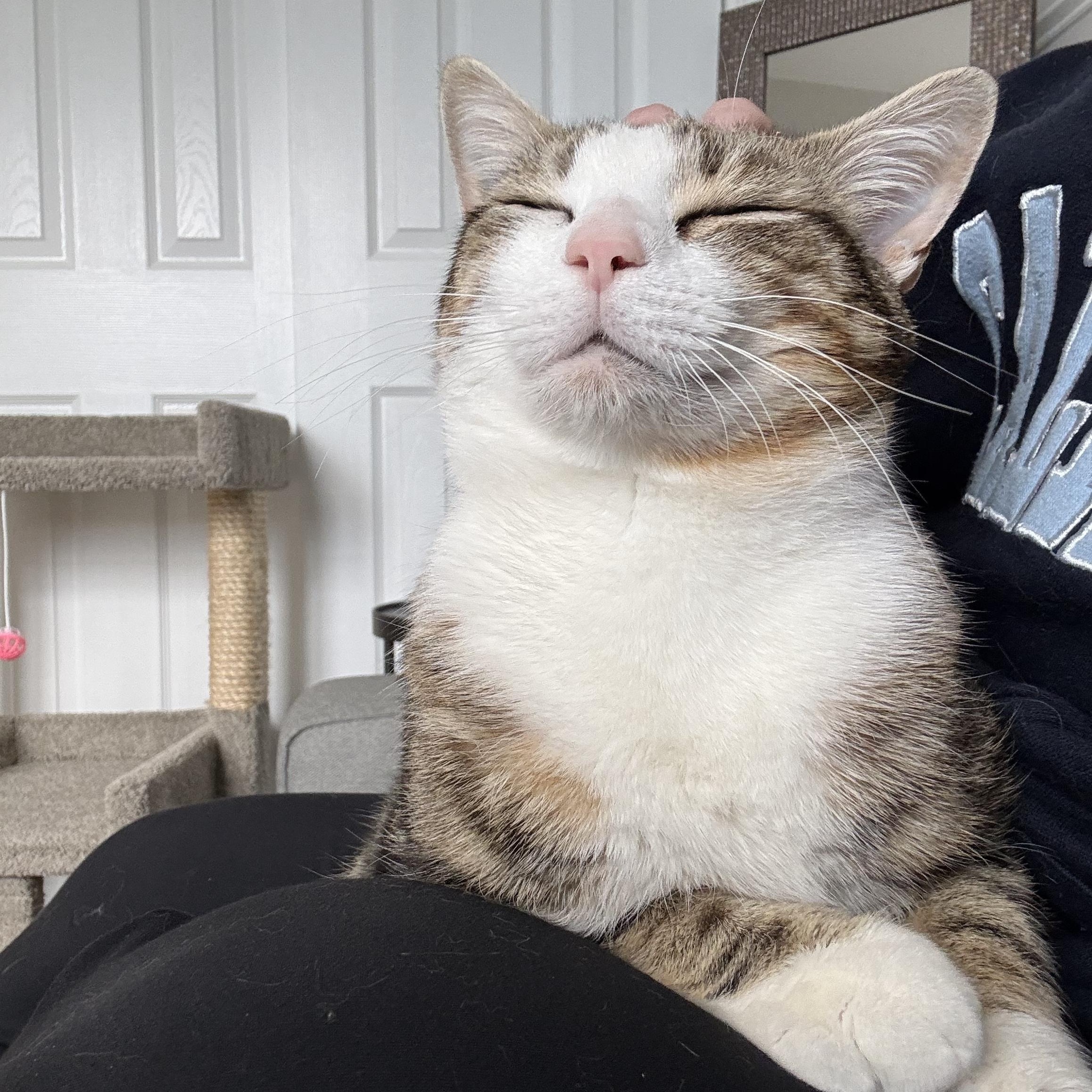 Enlarge WINSTON, a ADOPTABLE Domestic Short Hair in Media, PA image 3/5