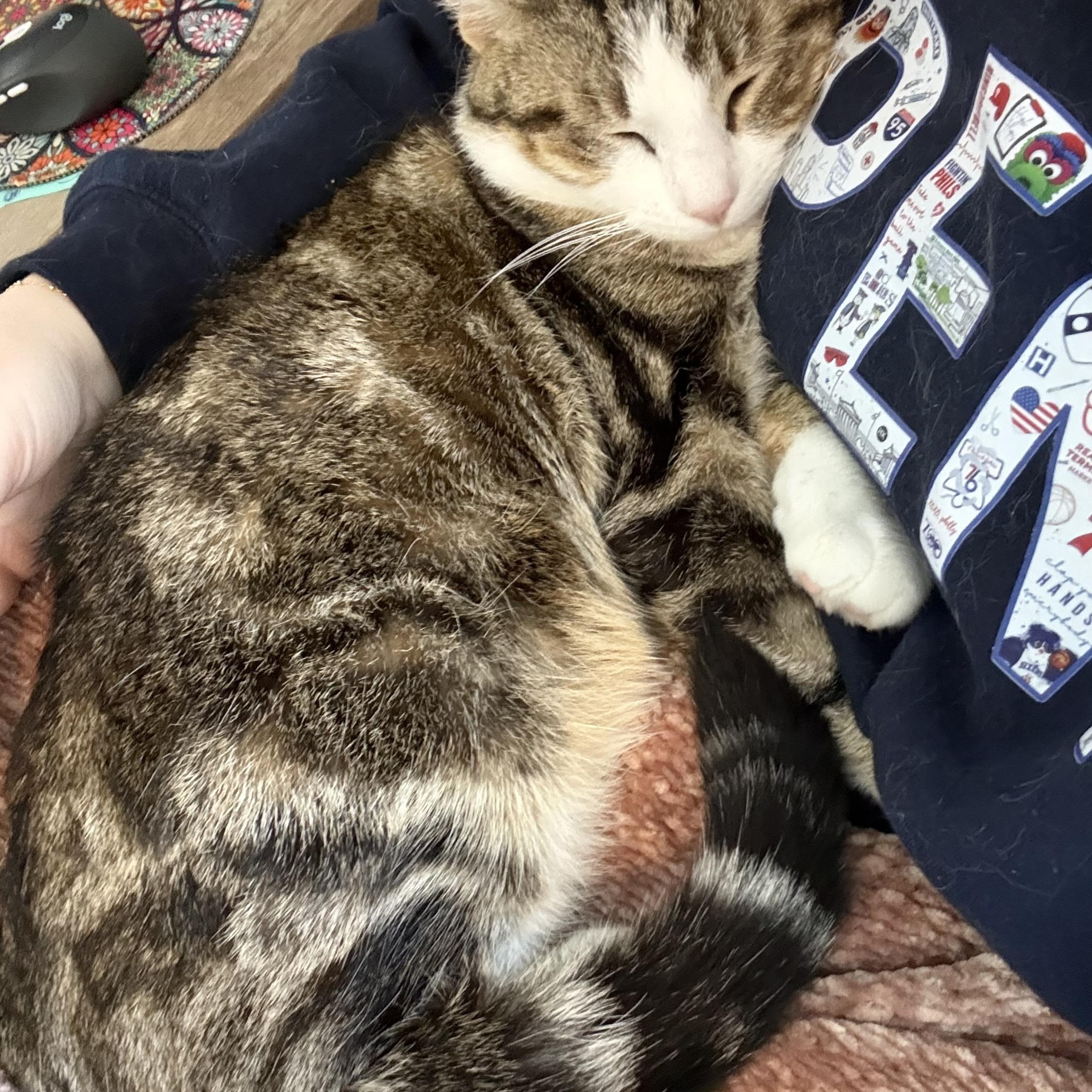 Enlarge WINSTON, a ADOPTABLE Domestic Short Hair in Media, PA image 2/5