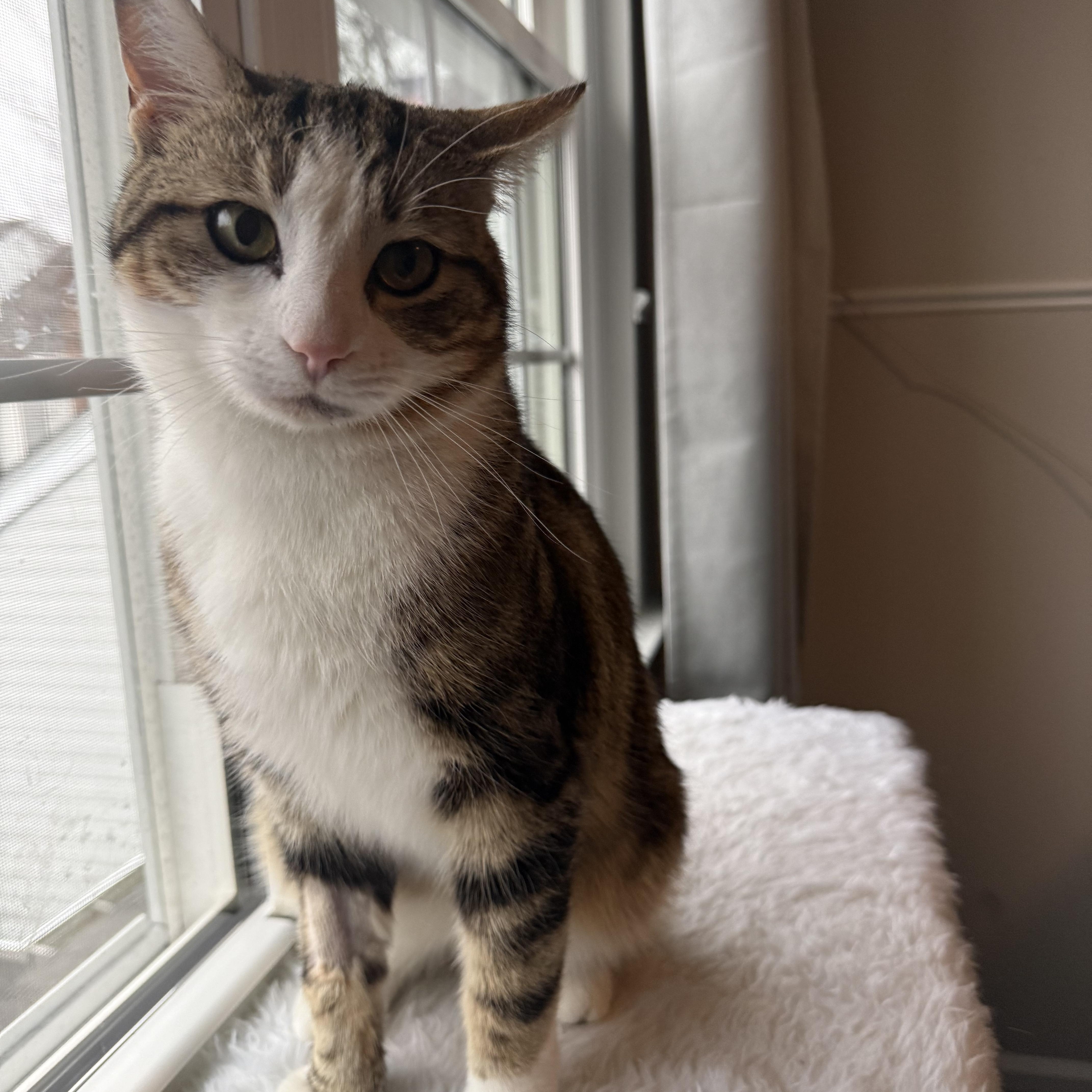 Enlarge WINSTON, a ADOPTABLE Domestic Short Hair in Media, PA image 5/5