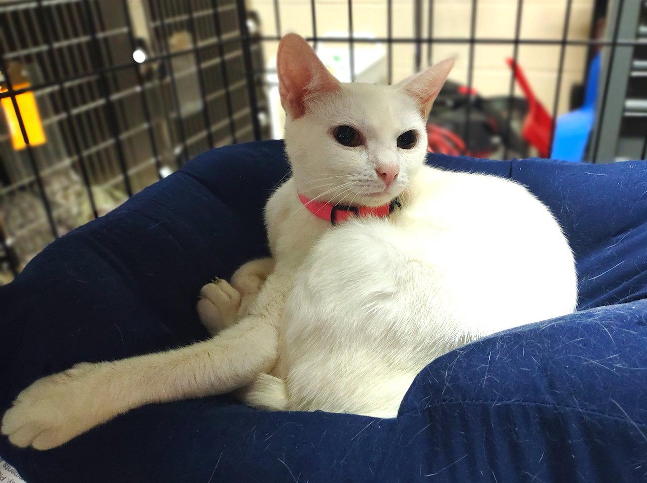 Enlarge Crystal, a Adoptable Domestic Short Hair in Albemarle, NC image 2/3