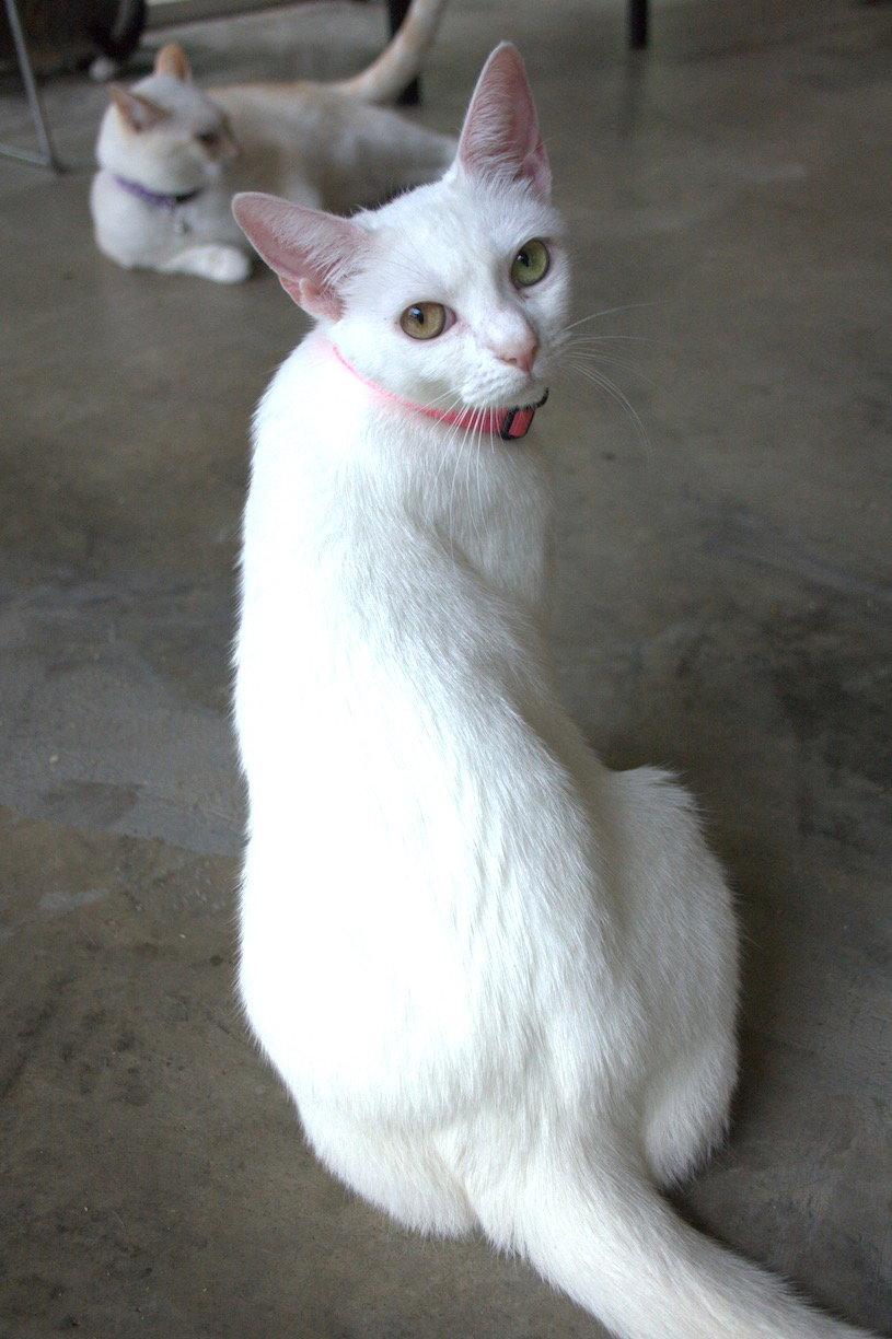 Enlarge Crystal, a Adoptable Domestic Short Hair in Albemarle, NC image 3/3