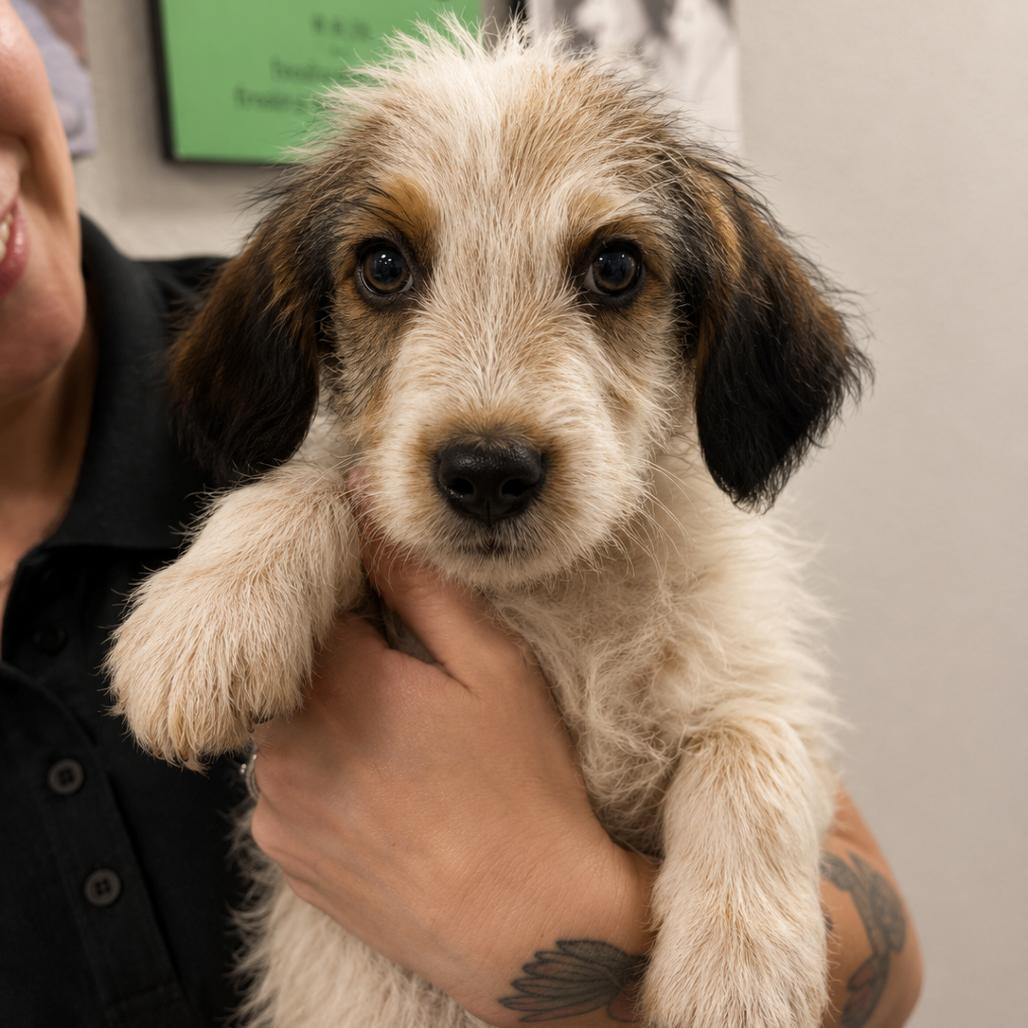 Enlarge Wrangler 2 months AVAILABLE 6/10, a Adopted Australian Shepherd in Sterling, MA image 1/1