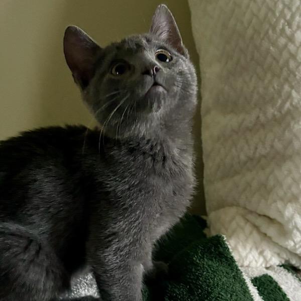 Enlarge Squid (In Foster), a Adoptable Domestic Short Hair in Vineland, NJ image 1/4