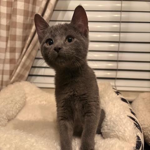 Enlarge Squid (In Foster), a Adoptable Domestic Short Hair in Vineland, NJ image 3/4