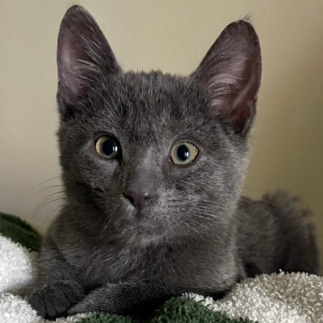 Enlarge Squid (In Foster), a Adoptable Domestic Short Hair in Vineland, NJ image 4/4