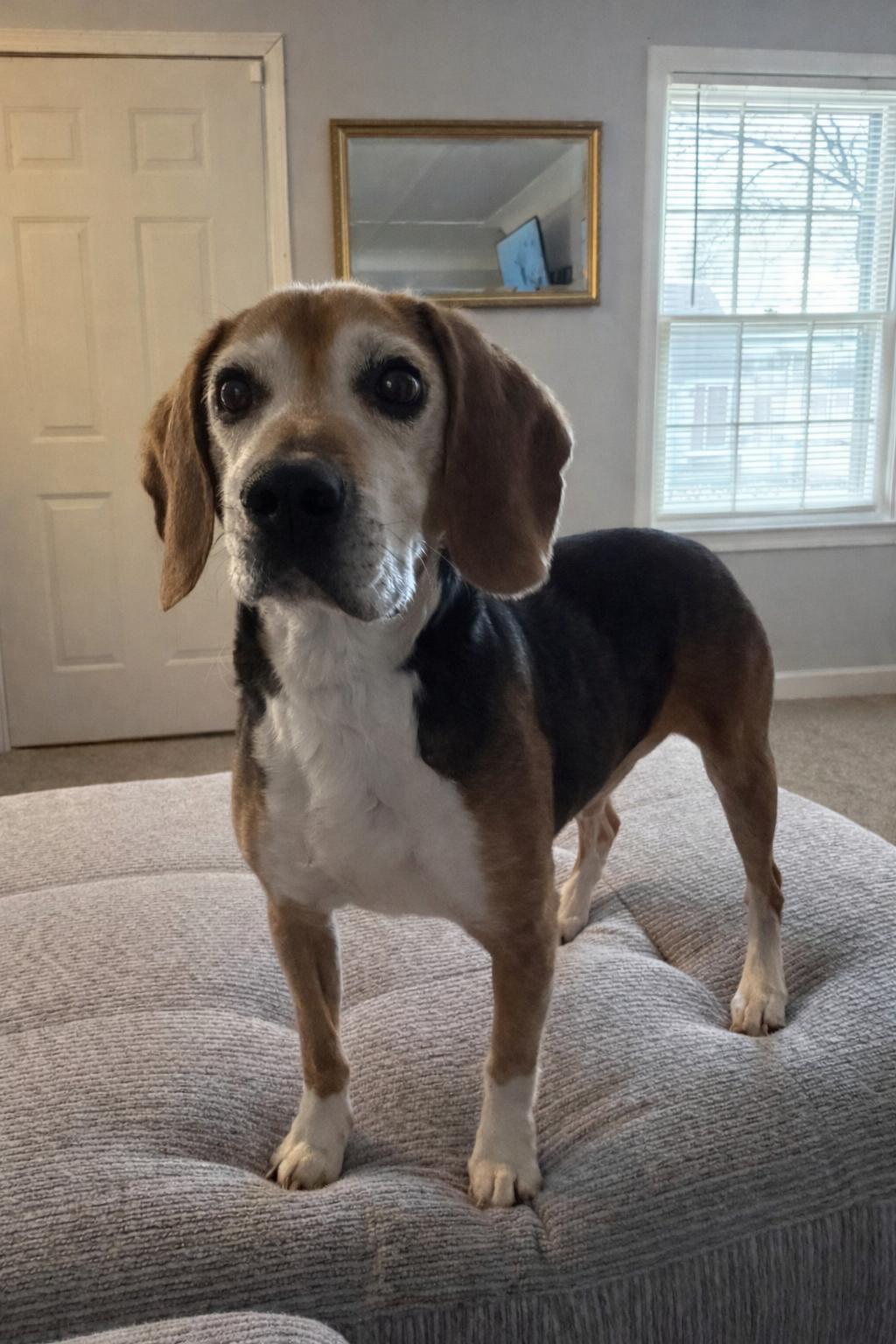 Enlarge Ares, a Adoptable Beagle in Toledo, OH image 1/2
