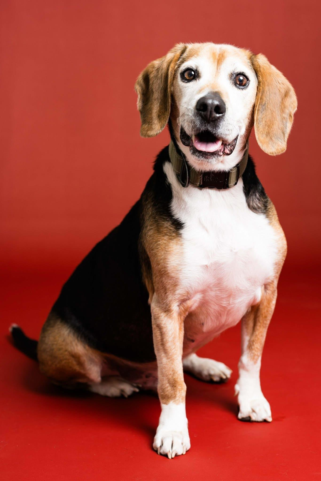 Ares, Adoptable, Senior Male Beagle.