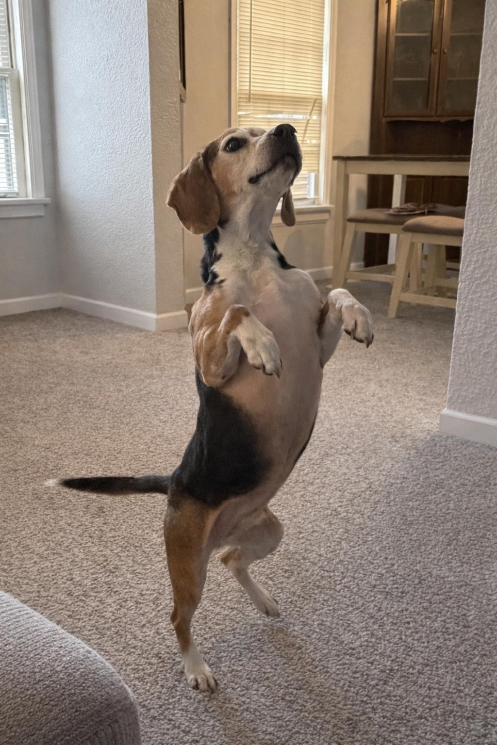 Enlarge Ares, a Adoptable Beagle in Toledo, OH image 2/2