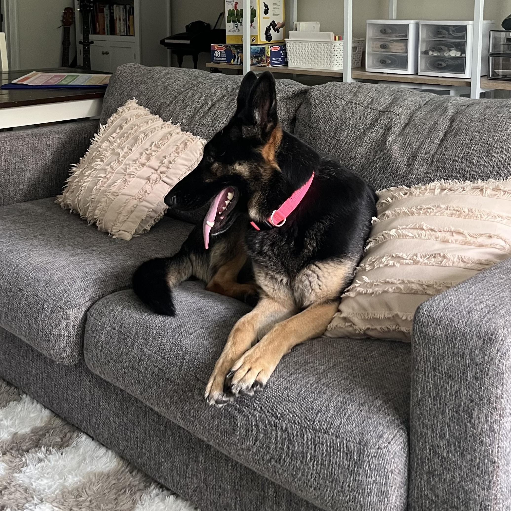Java, a ADOPTABLE German Shepherd Dog in Richmond, VA image 5/5