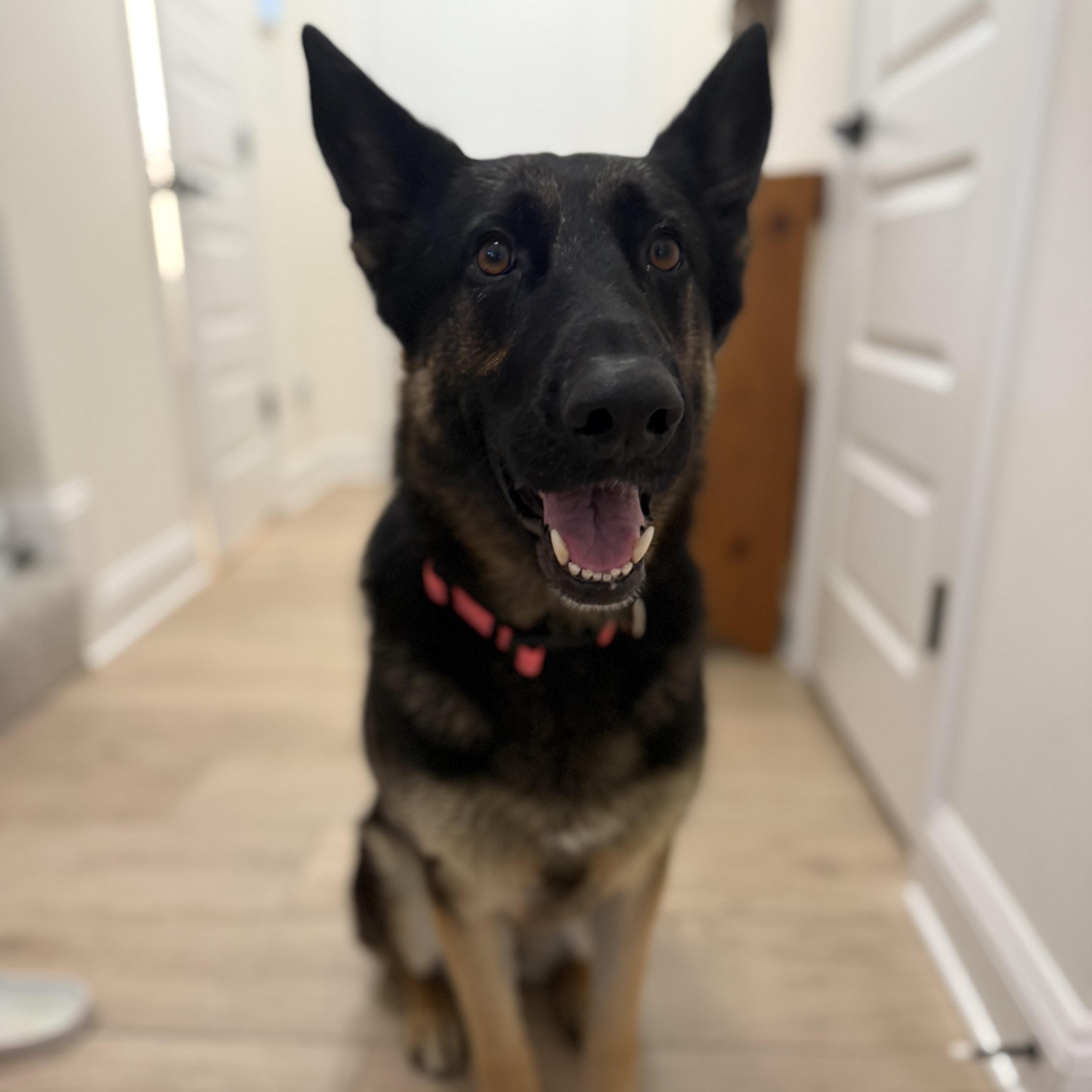 Java, a ADOPTABLE German Shepherd Dog in Richmond, VA image 2/5