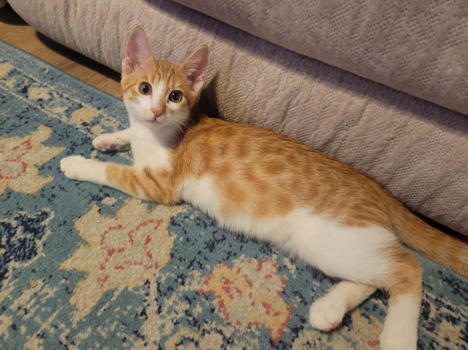 Enlarge Moose, a Adoptable Domestic Short Hair in chino, CA image 1/4