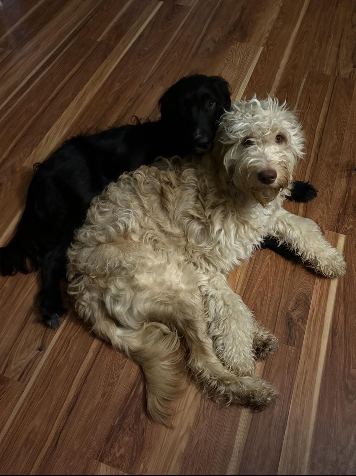 Enlarge Chloe, a Adoptable Goldendoodle in Novi, MI image 2/6