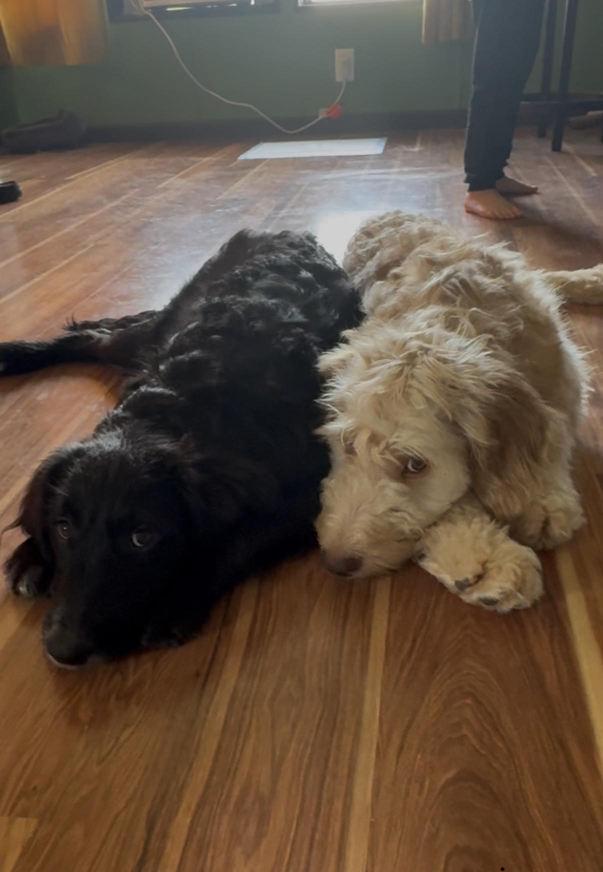 Enlarge Chloe, a Adoptable Goldendoodle in Novi, MI image 4/6