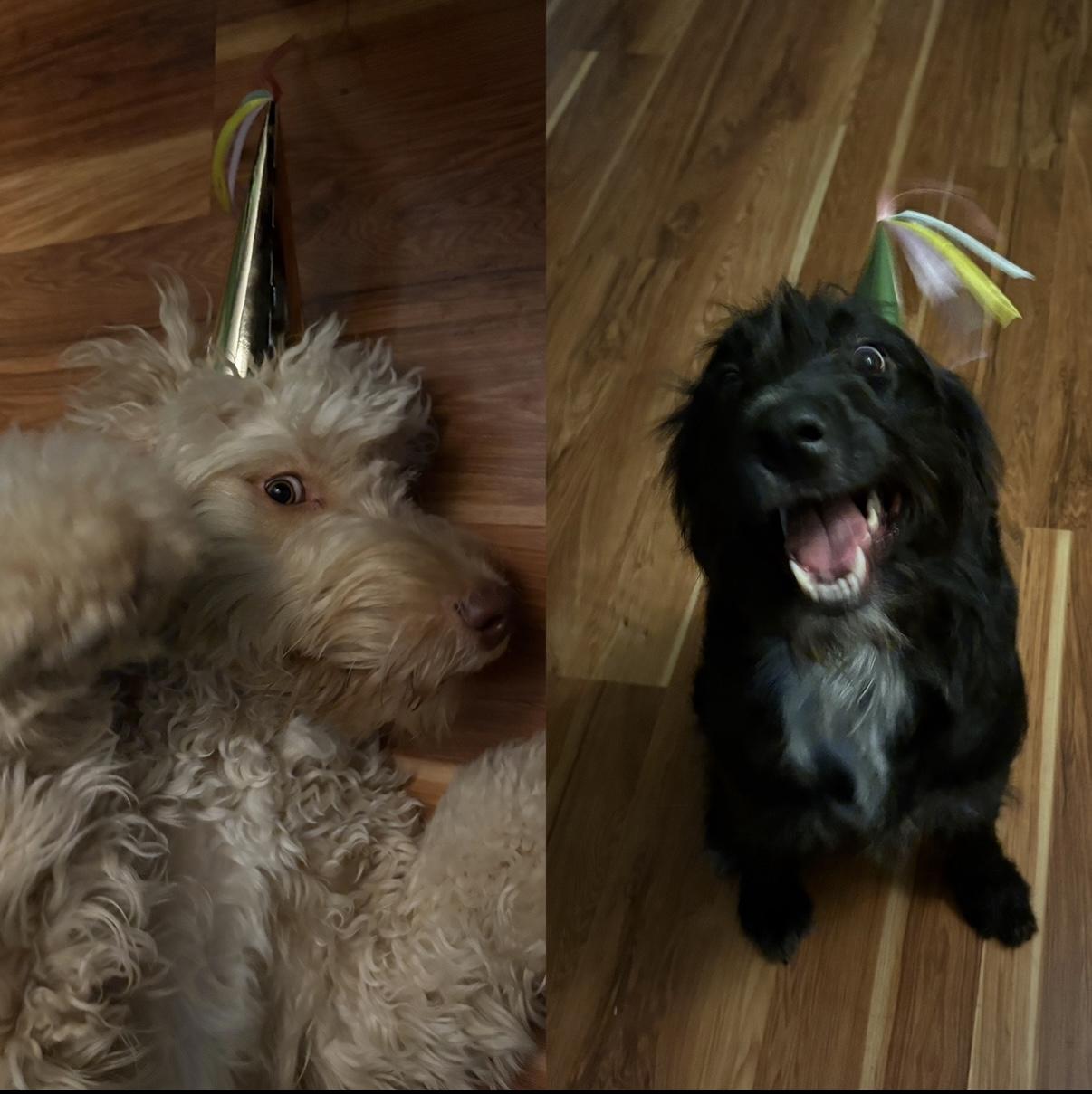 Enlarge Chloe, a Adoptable Goldendoodle in Novi, MI image 5/6