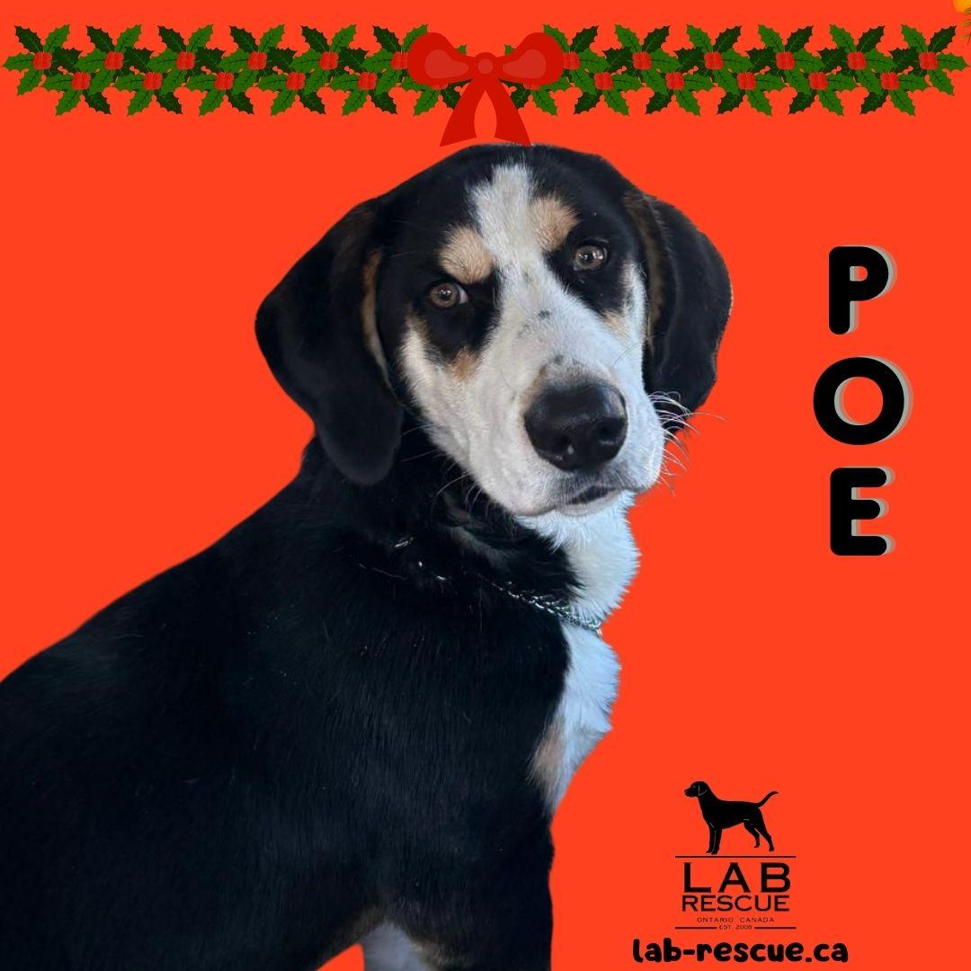 Poe, adopted, Puppy Male Basset Hound & Labrador Retriever.
