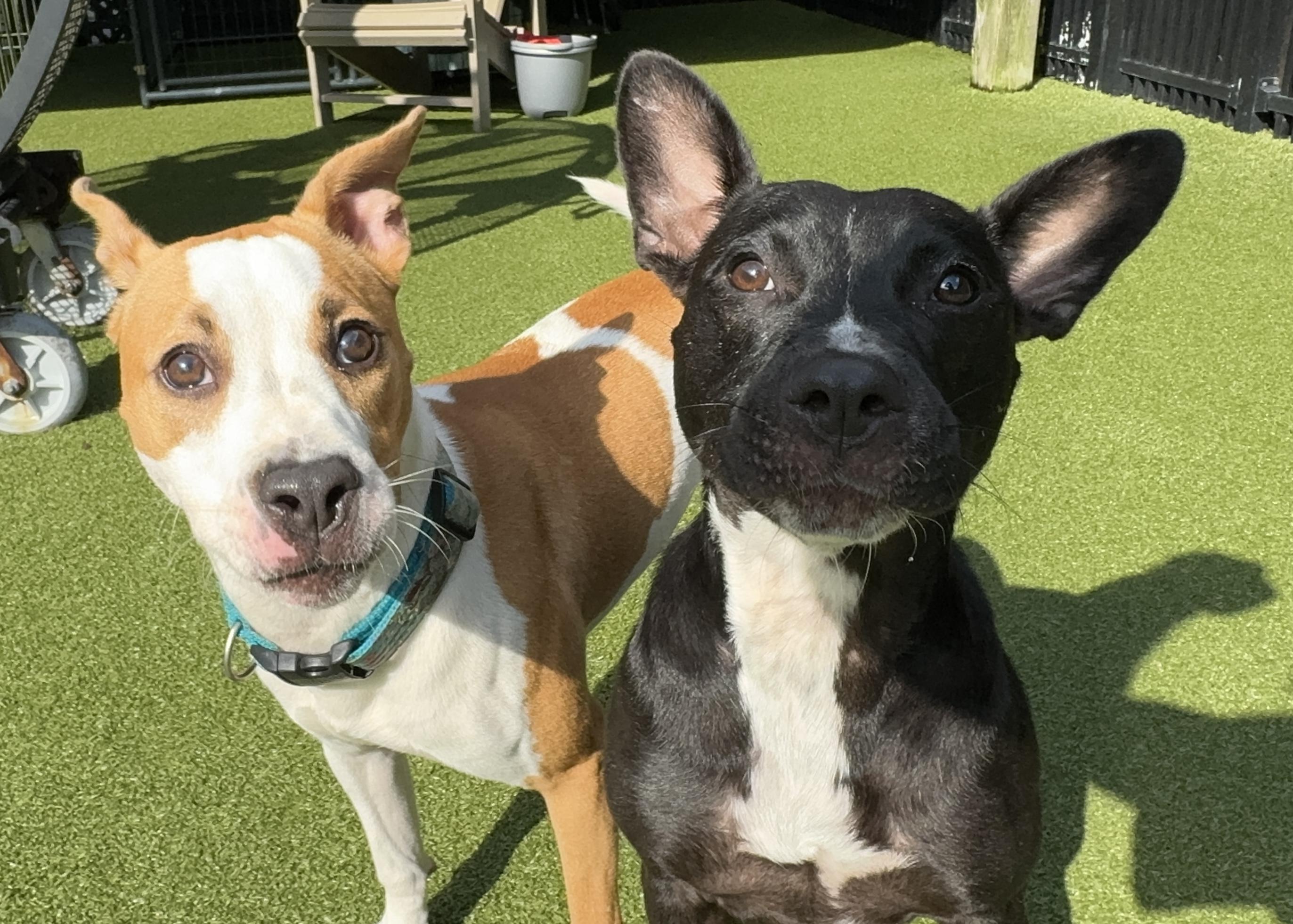 Enlarge YAM, a Adoptable mixed breed in Ridgeland, SC image 6/6