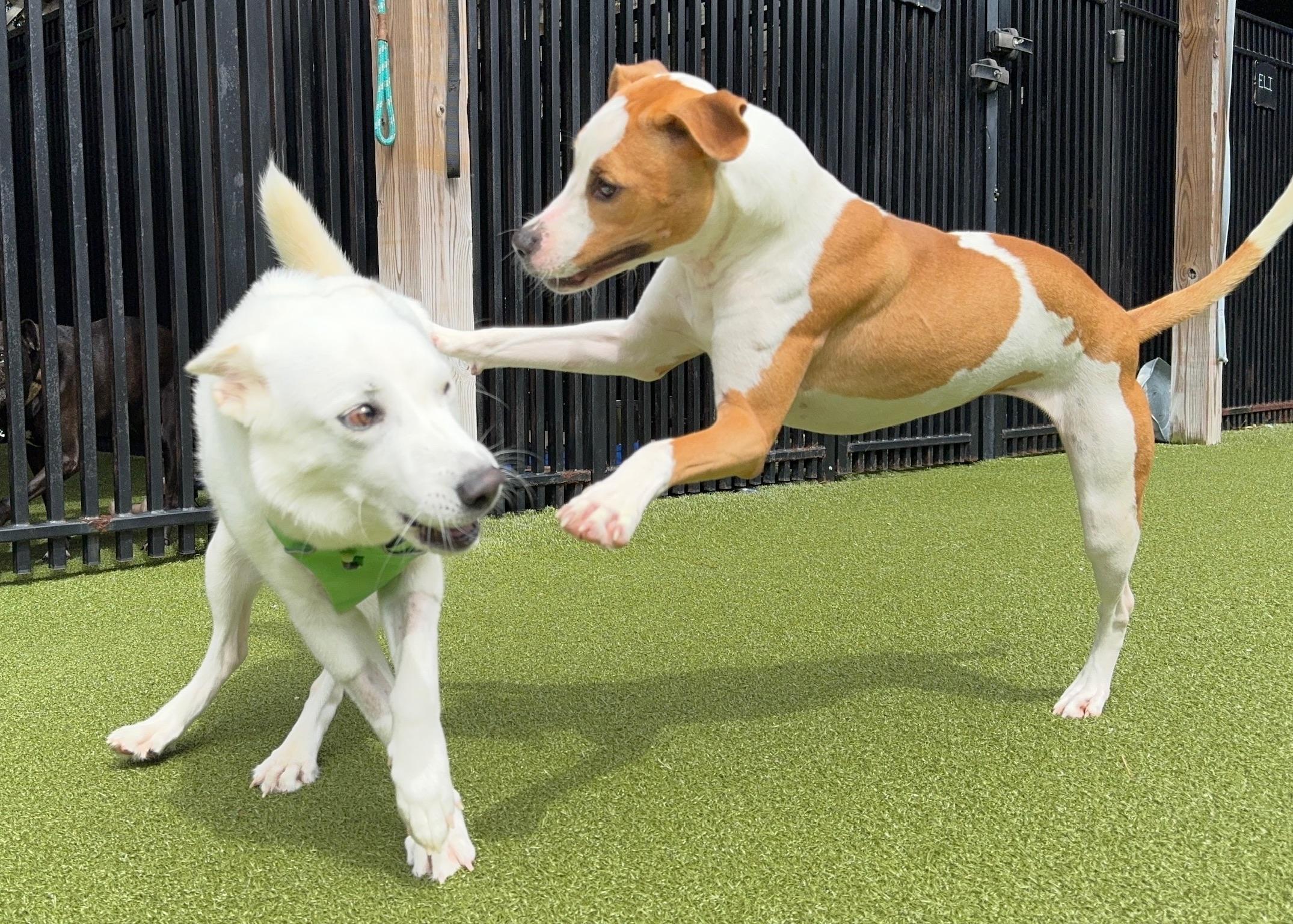 Yam, a Adoptable Pit Bull Terrier image 4/4