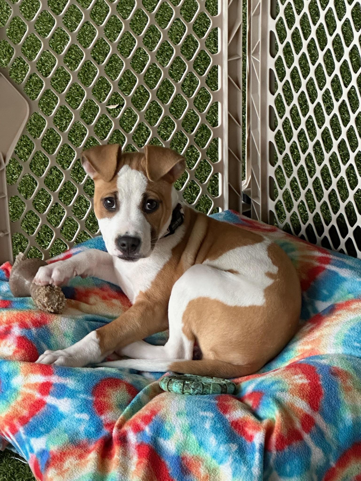 Yam, Adoptable, Adult Female Pit Bull Terrier.