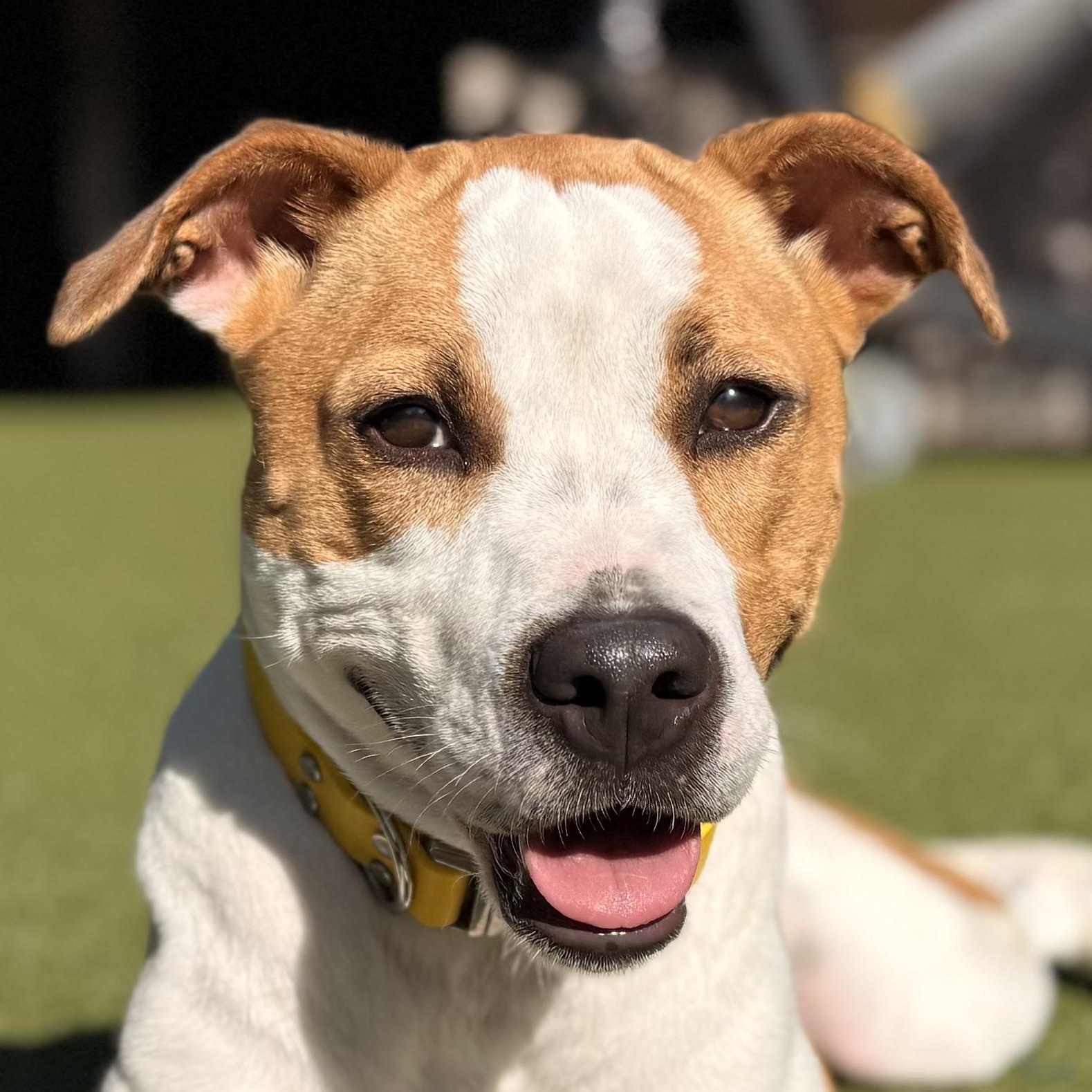 Enlarge YAM, a Adoptable mixed breed in Ridgeland, SC image 1/6
