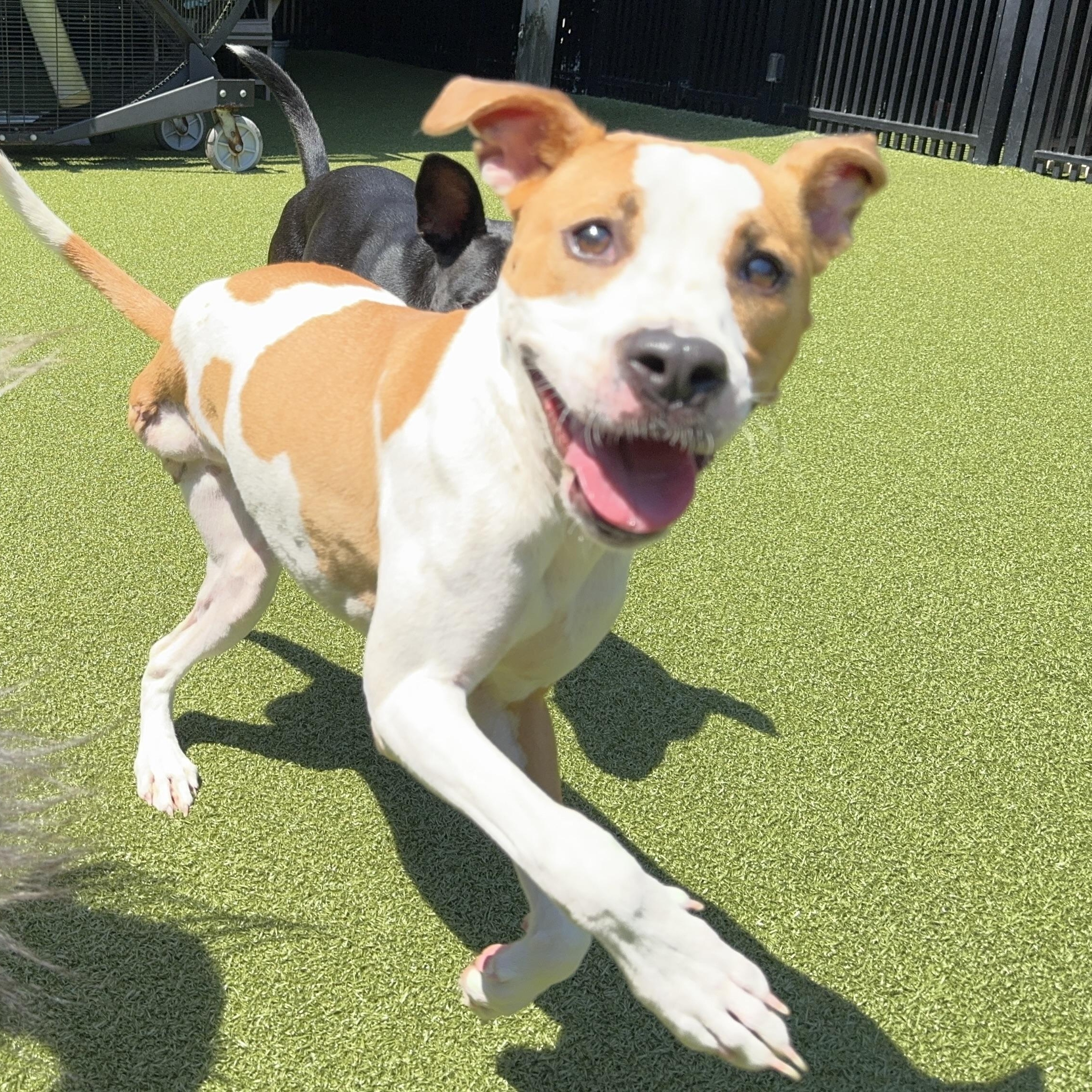 Enlarge YAM, a Adoptable mixed breed in Ridgeland, SC image 1/6