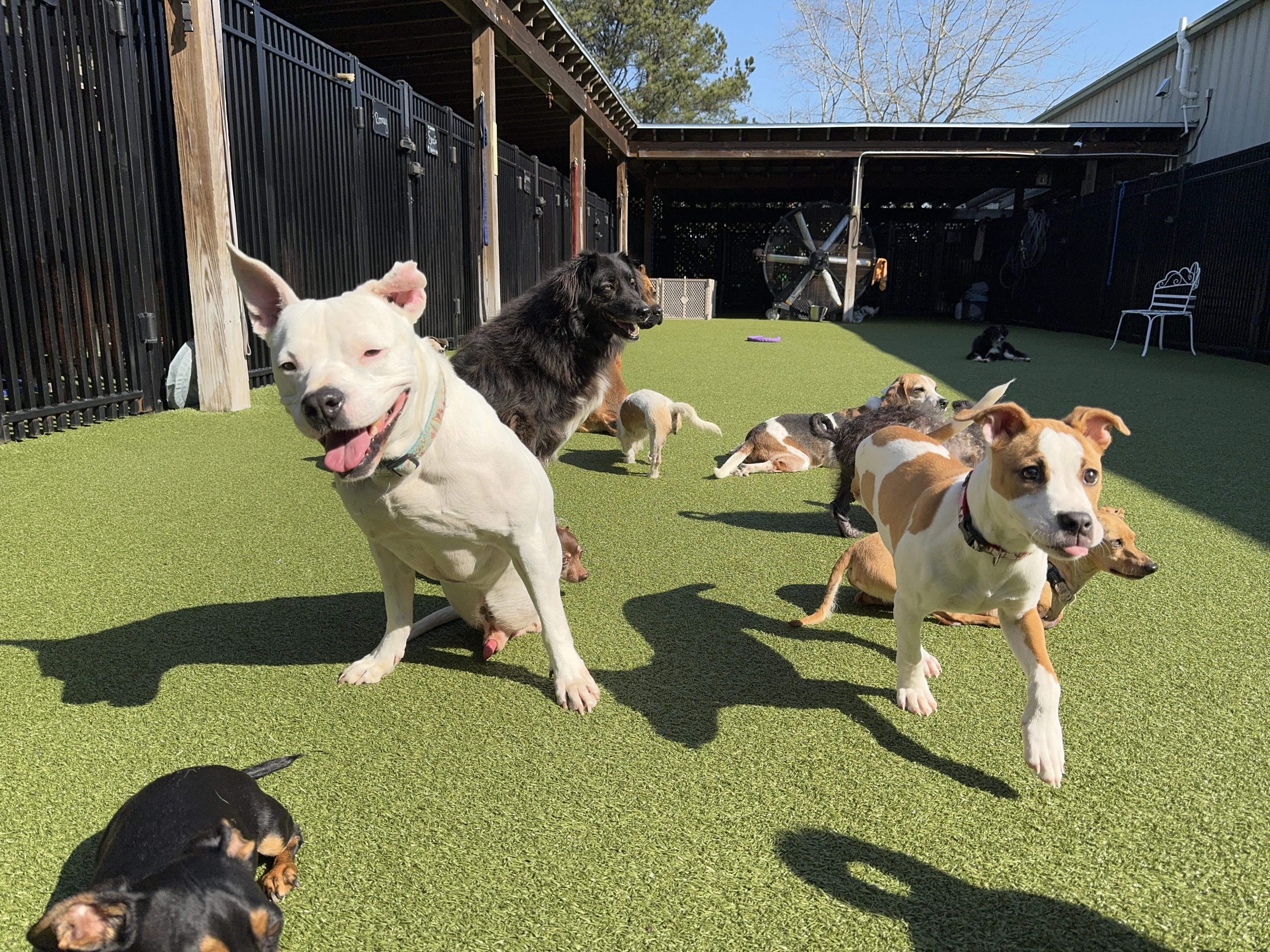 Enlarge YAM, a Adoptable mixed breed in Ridgeland, SC image 5/6