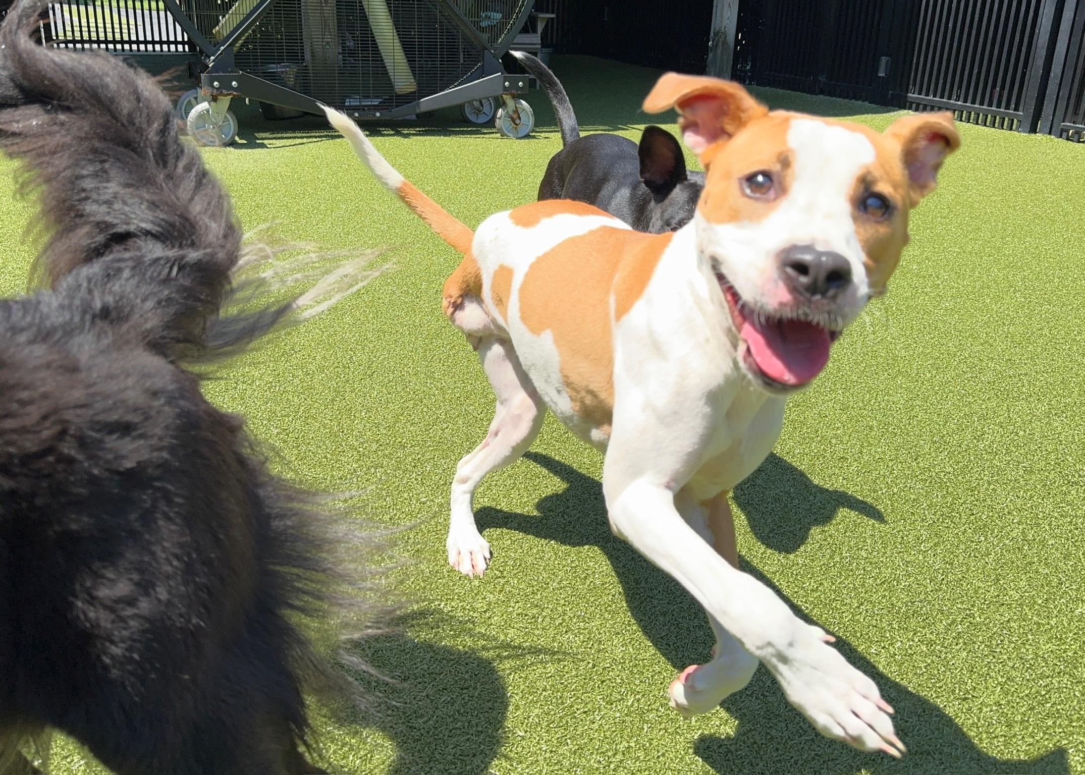 Yam, a Adoptable Pit Bull Terrier image 1/4