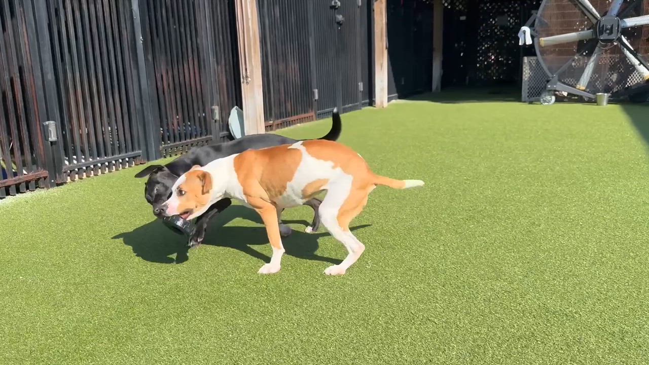 Enlarge YAM, a Adoptable mixed breed in Ridgeland, SC video 2/6