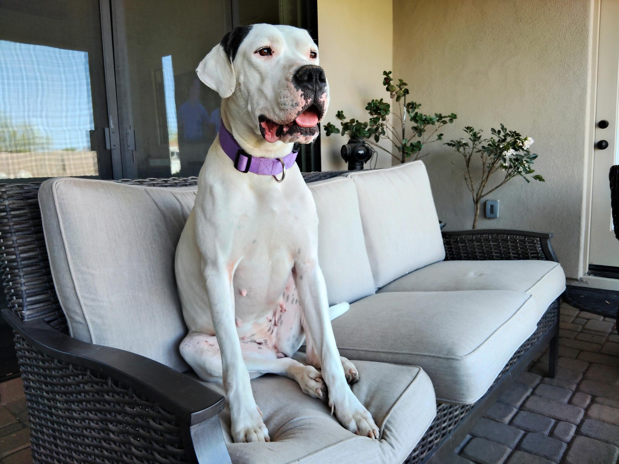 Misu, Young Female Dogo Argentino