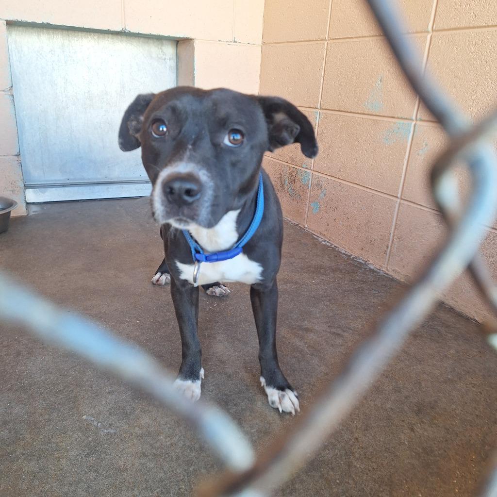 Denver, Adoptable, Adult Male Pit Bull Terrier.