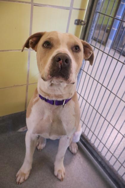 Cornflake, Adoptable, Young Male Pit Bull Terrier & Mixed Breed.