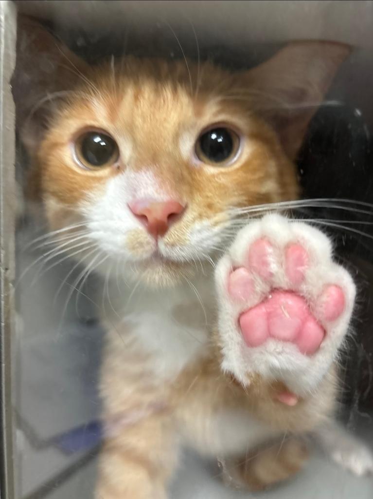 Enlarge Elijah, an adopted mixed breed in Greenfield, IN image 1/1