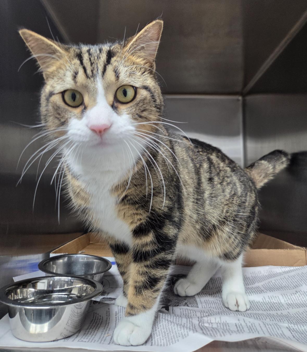 Enlarge Wookie, an adopted Domestic Short Hair in North Haven, CT image 1/1