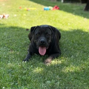 Messi - Reduced Adoption Fee, an adoptable mixed breed in Mississauga, ON image 4/6